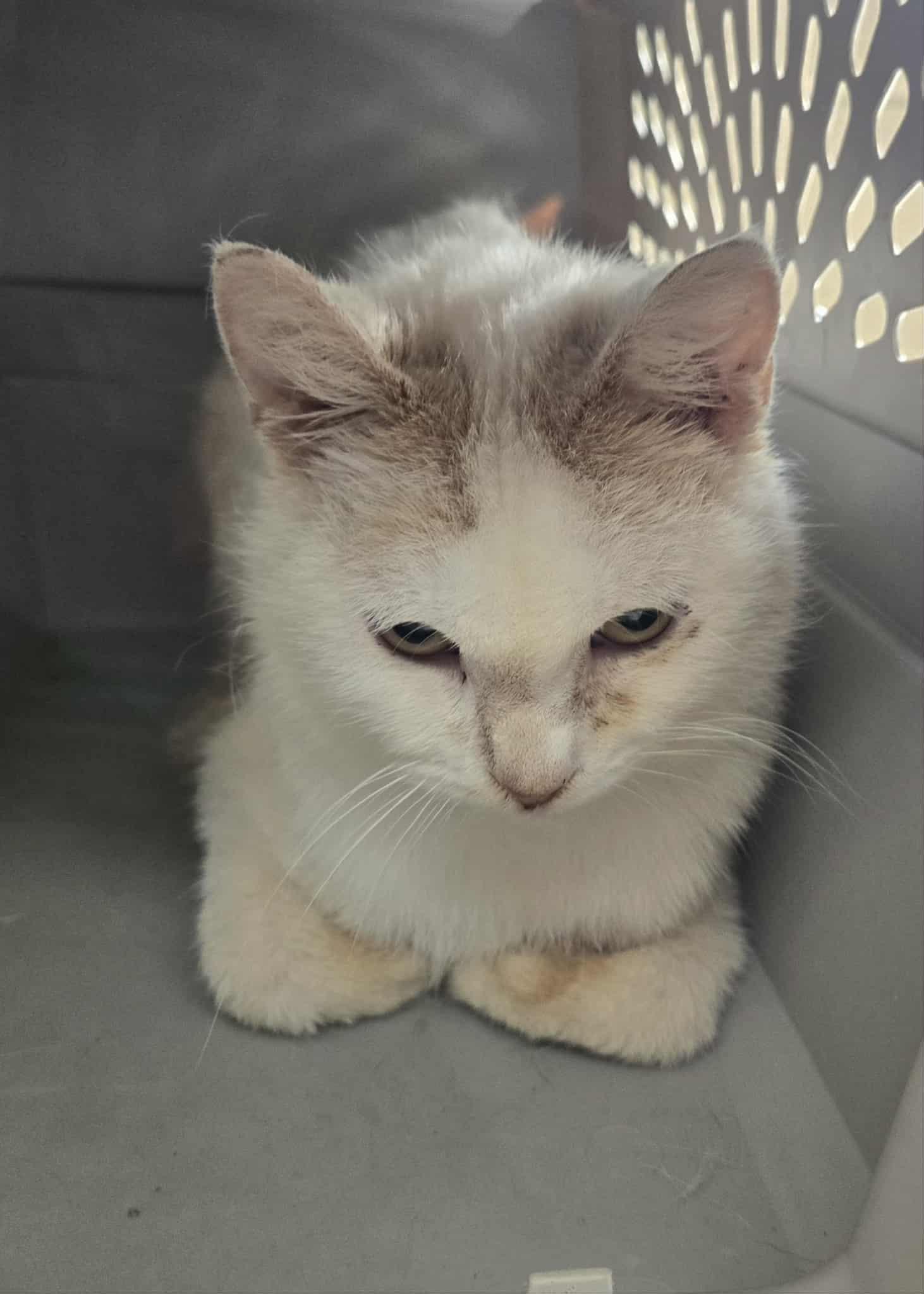 Wilson, ADOPTABLE, Adult Male Domestic Short Hair.