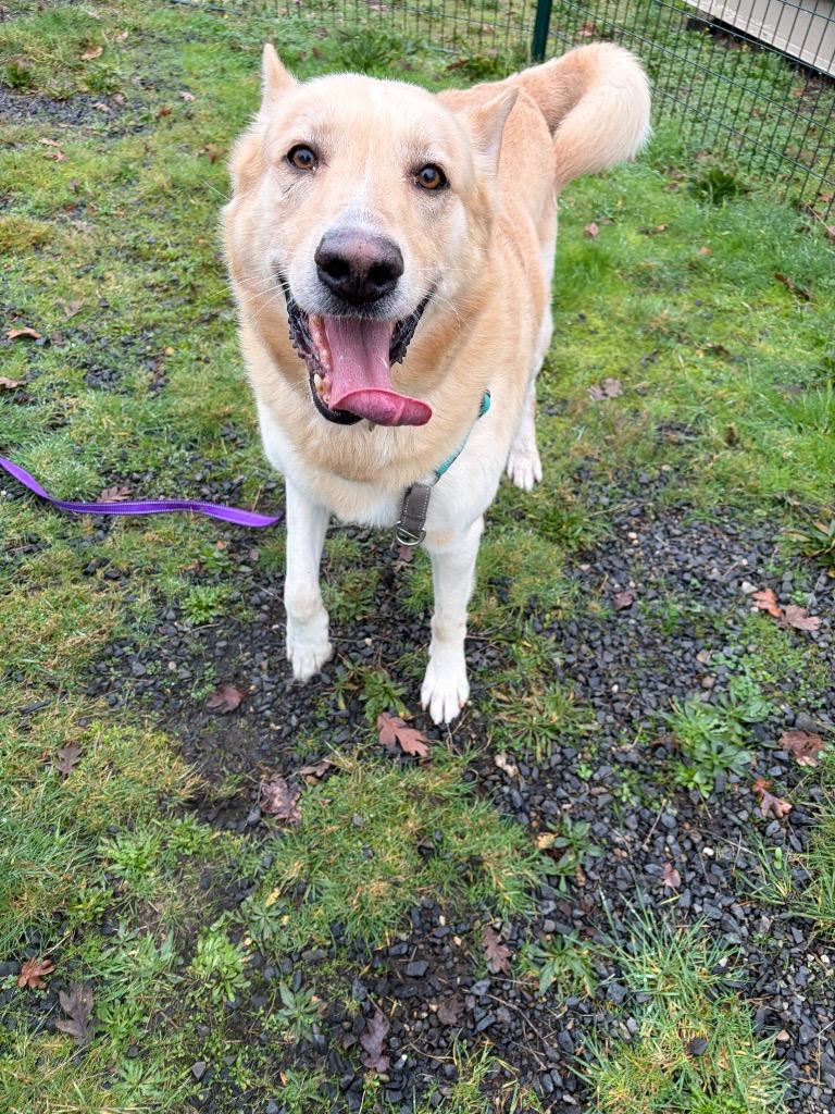 Nico, Adoptable, Adult Male Shepherd & Husky.