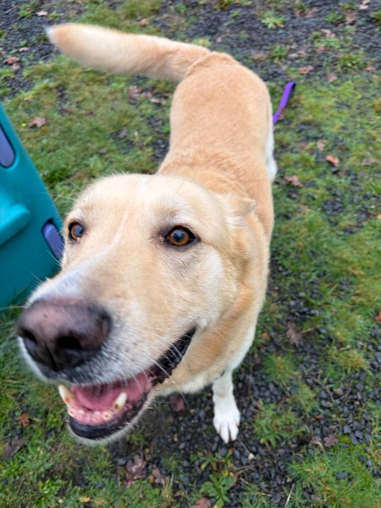 Enlarge Nico, a Adoptable mixed breed in St. Helens, OR image 2/3