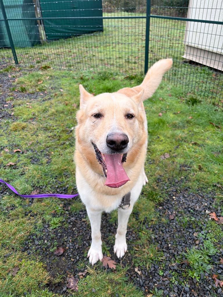 Enlarge Nico, a Adoptable mixed breed in St. Helens, OR image 3/3