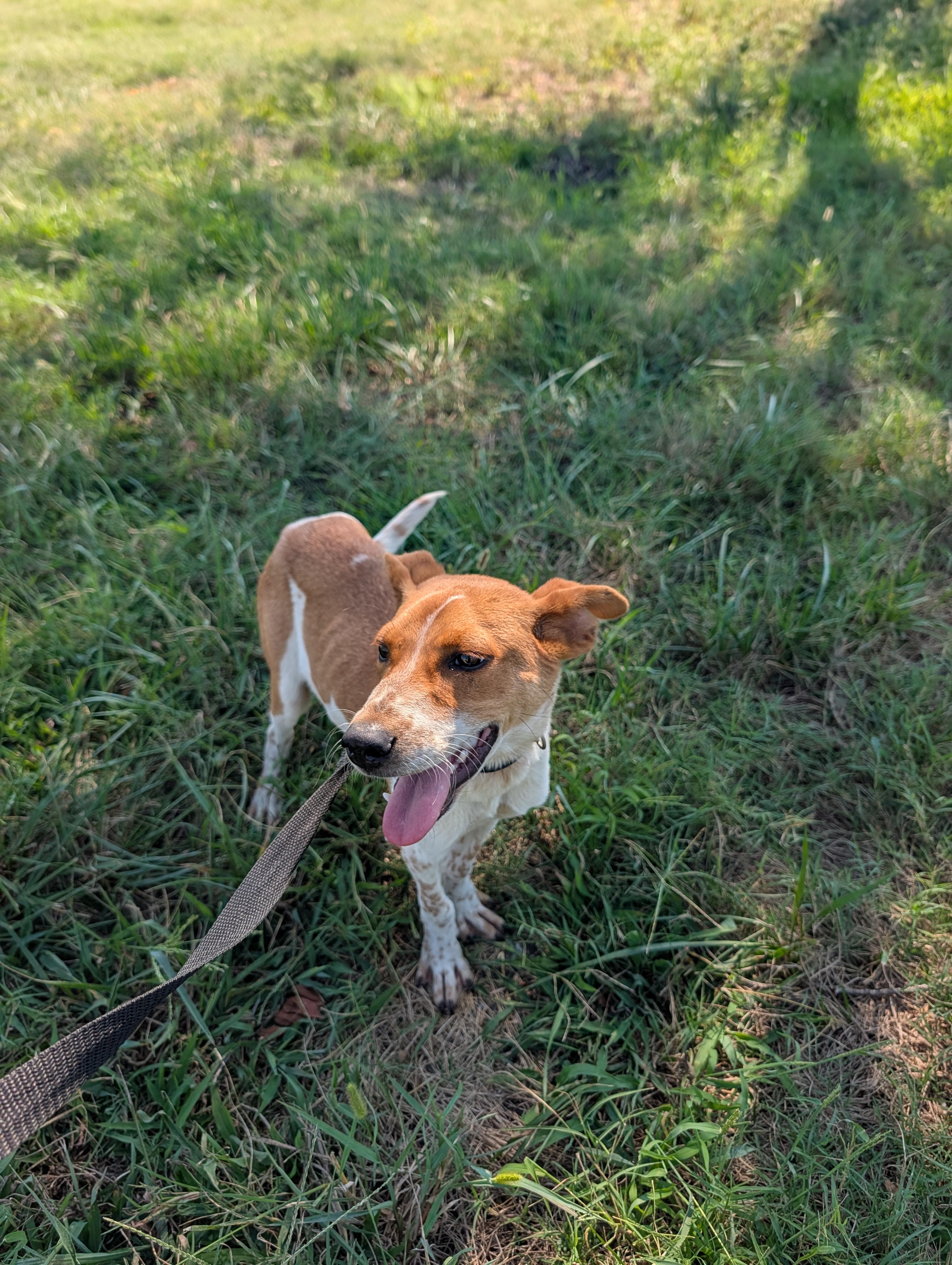 Enlarge GUS, a Adoptable mixed breed in Lewisburg, TN image 2/5
