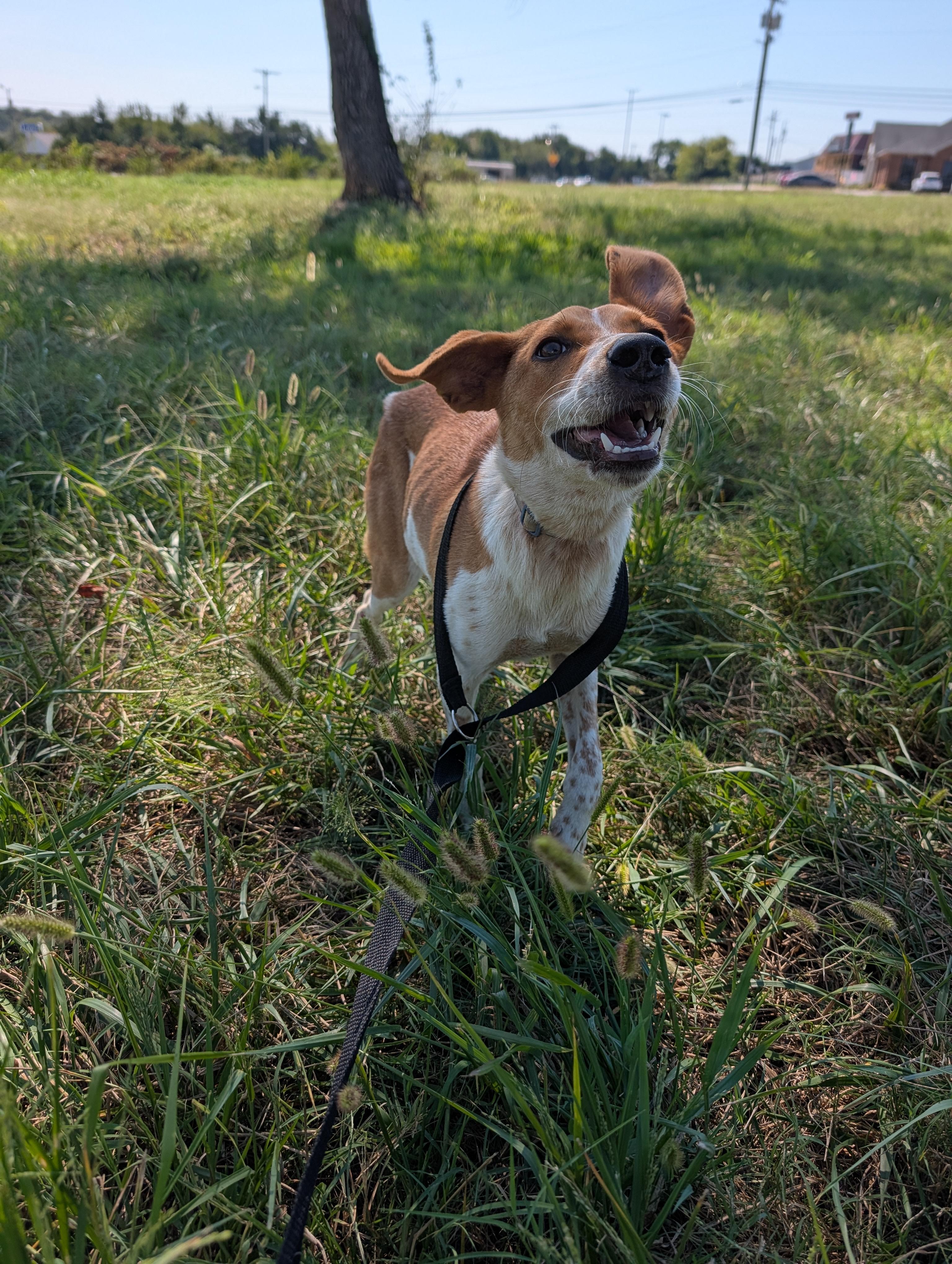 Enlarge GUS, a Adoptable mixed breed in Lewisburg, TN image 3/5
