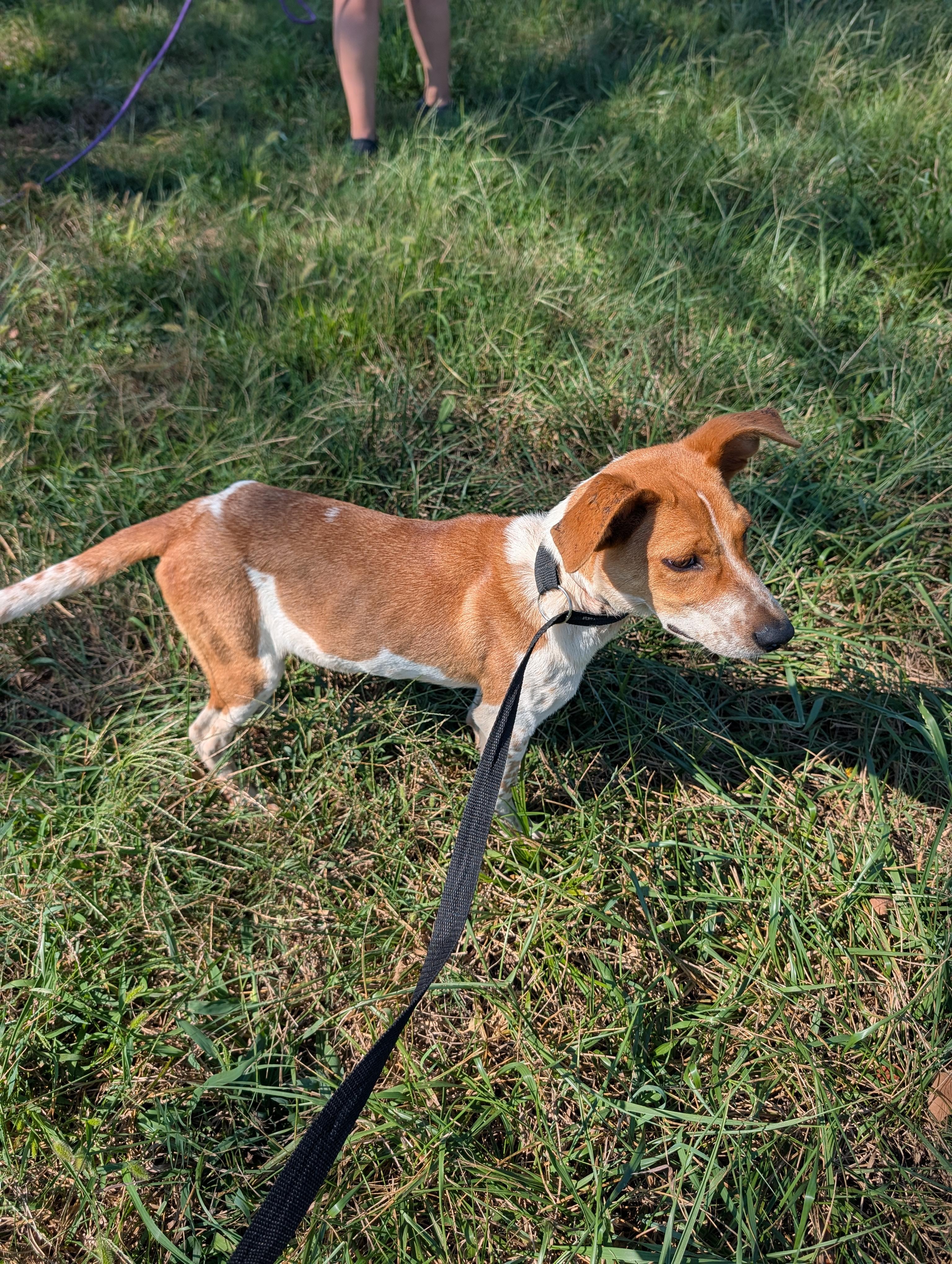 Enlarge GUS, a Adoptable mixed breed in Lewisburg, TN image 4/5