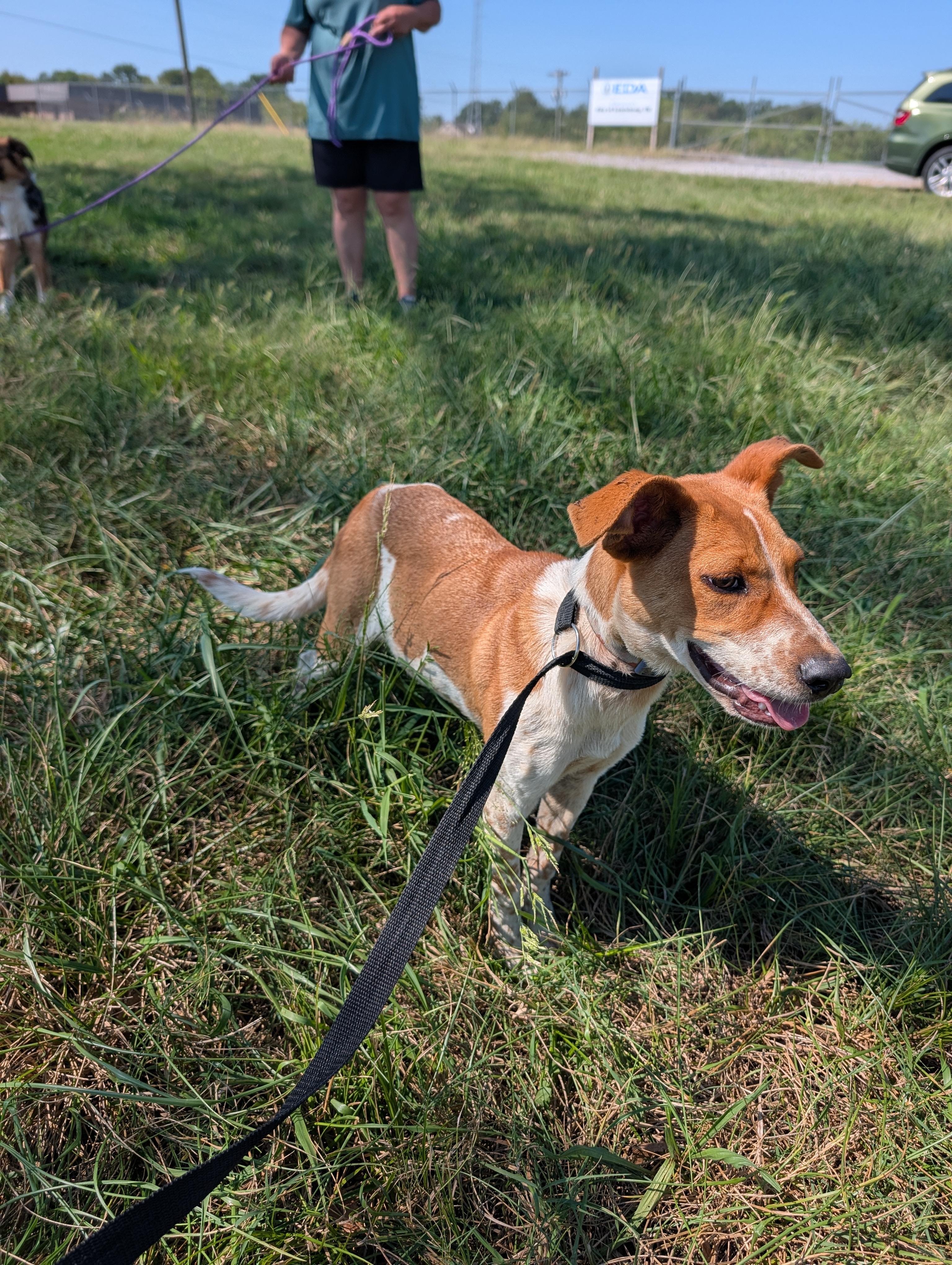 GUS, Adoptable, Puppy Male Pointer.