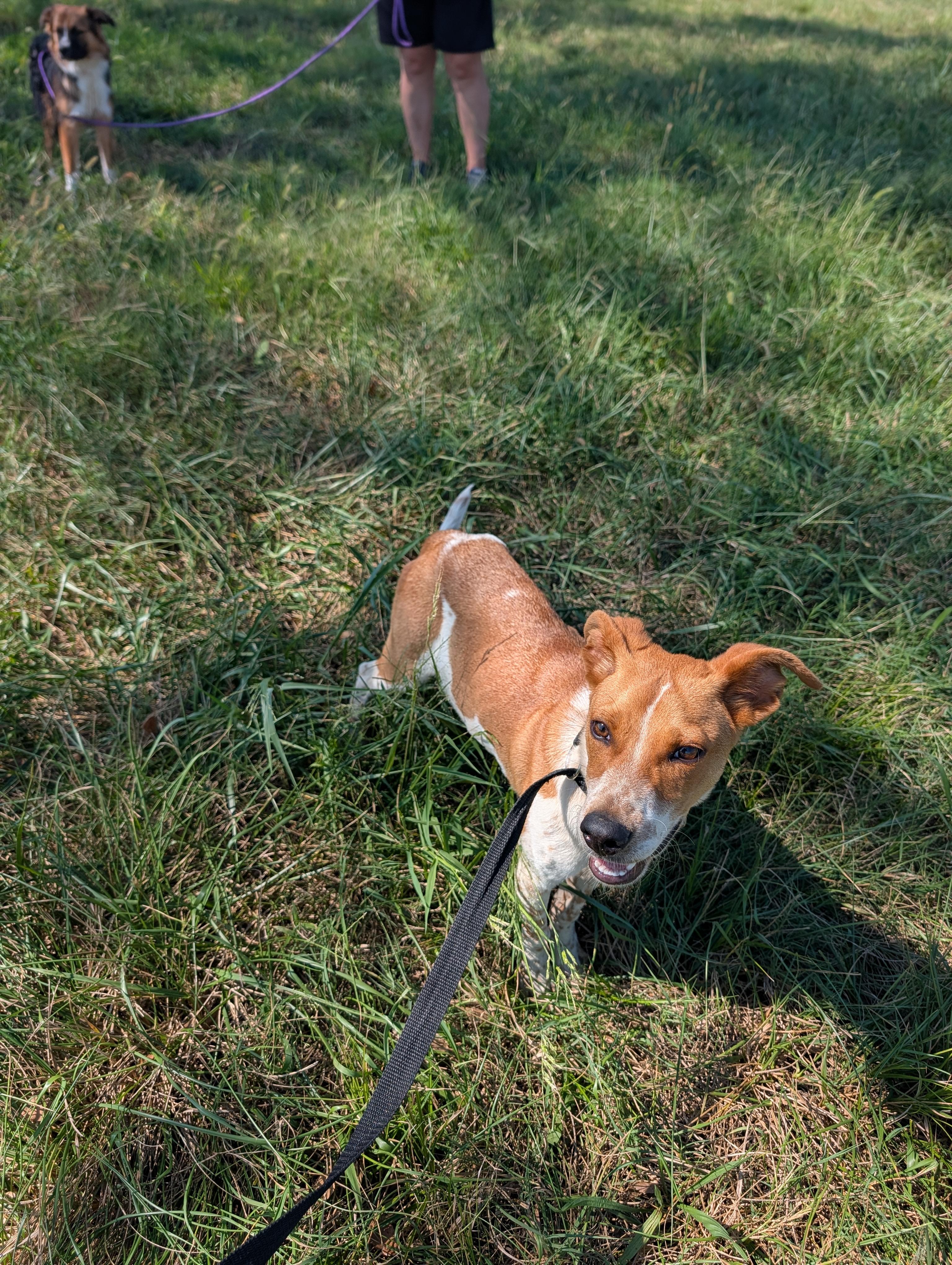Enlarge GUS, a Adoptable mixed breed in Lewisburg, TN image 5/5