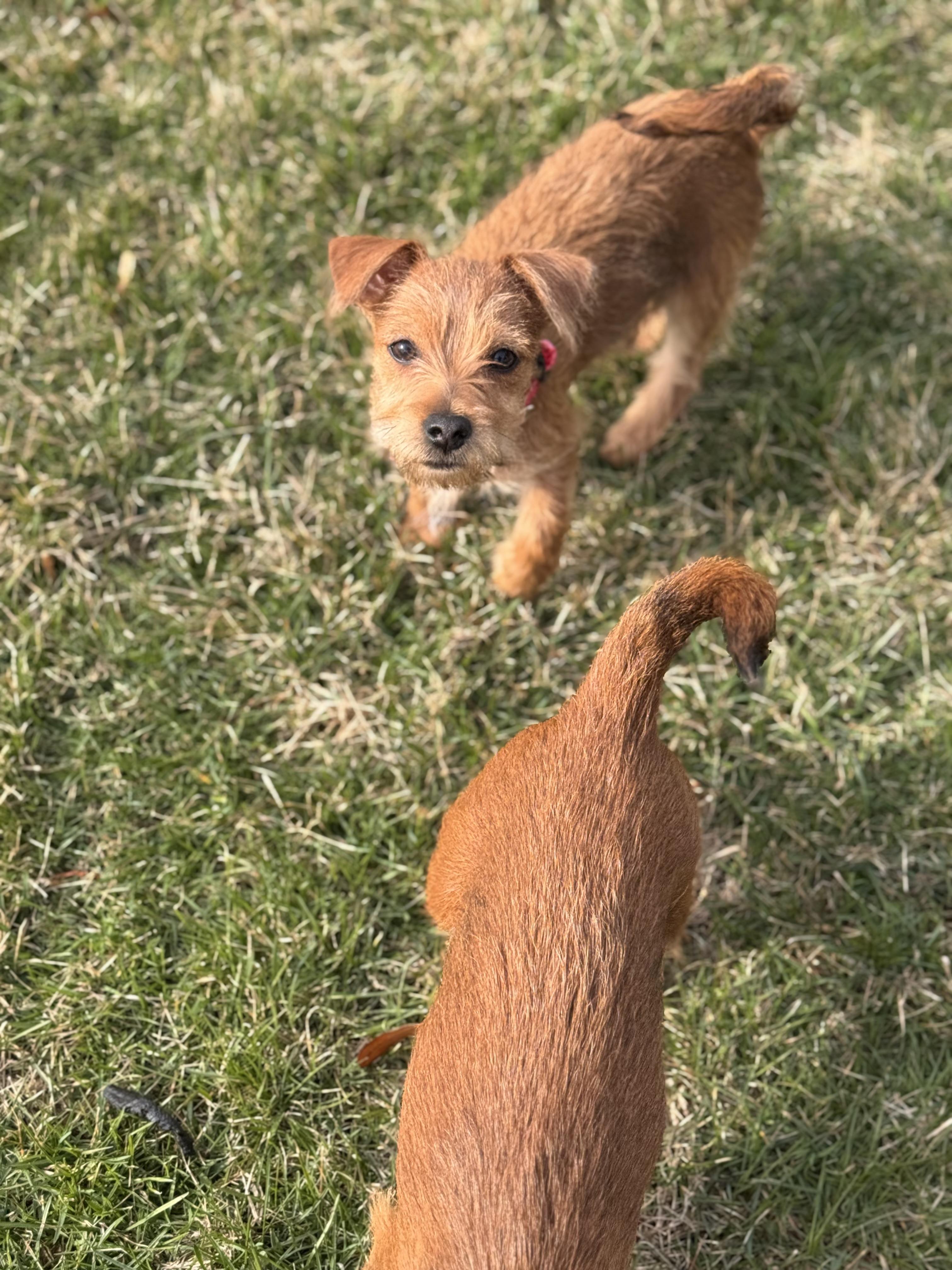 Enlarge Dori, a ADOPTABLE mixed breed in HONEY BROOK, PA image 4/6