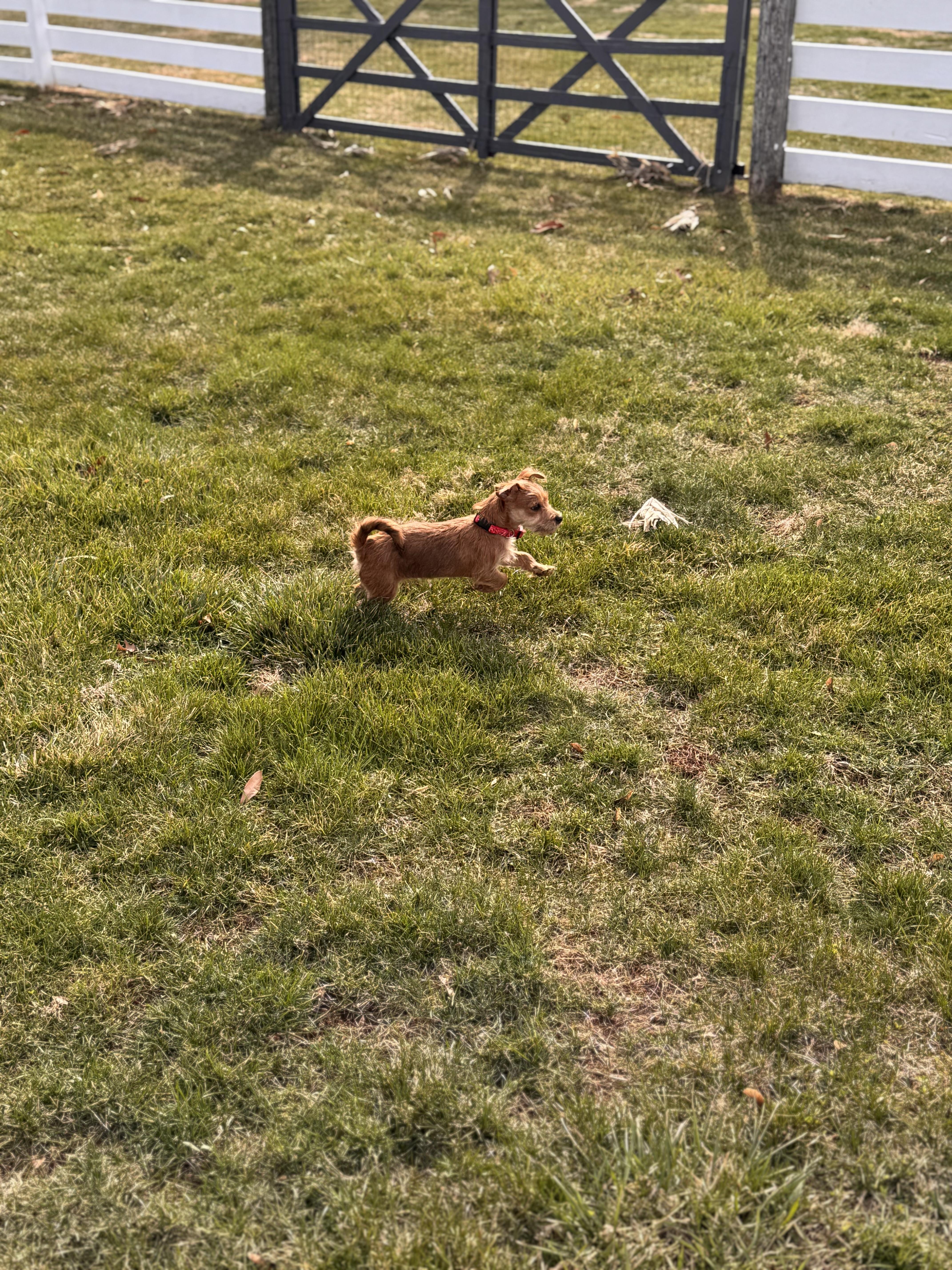 Enlarge Dori, a ADOPTABLE mixed breed in HONEY BROOK, PA image 2/6