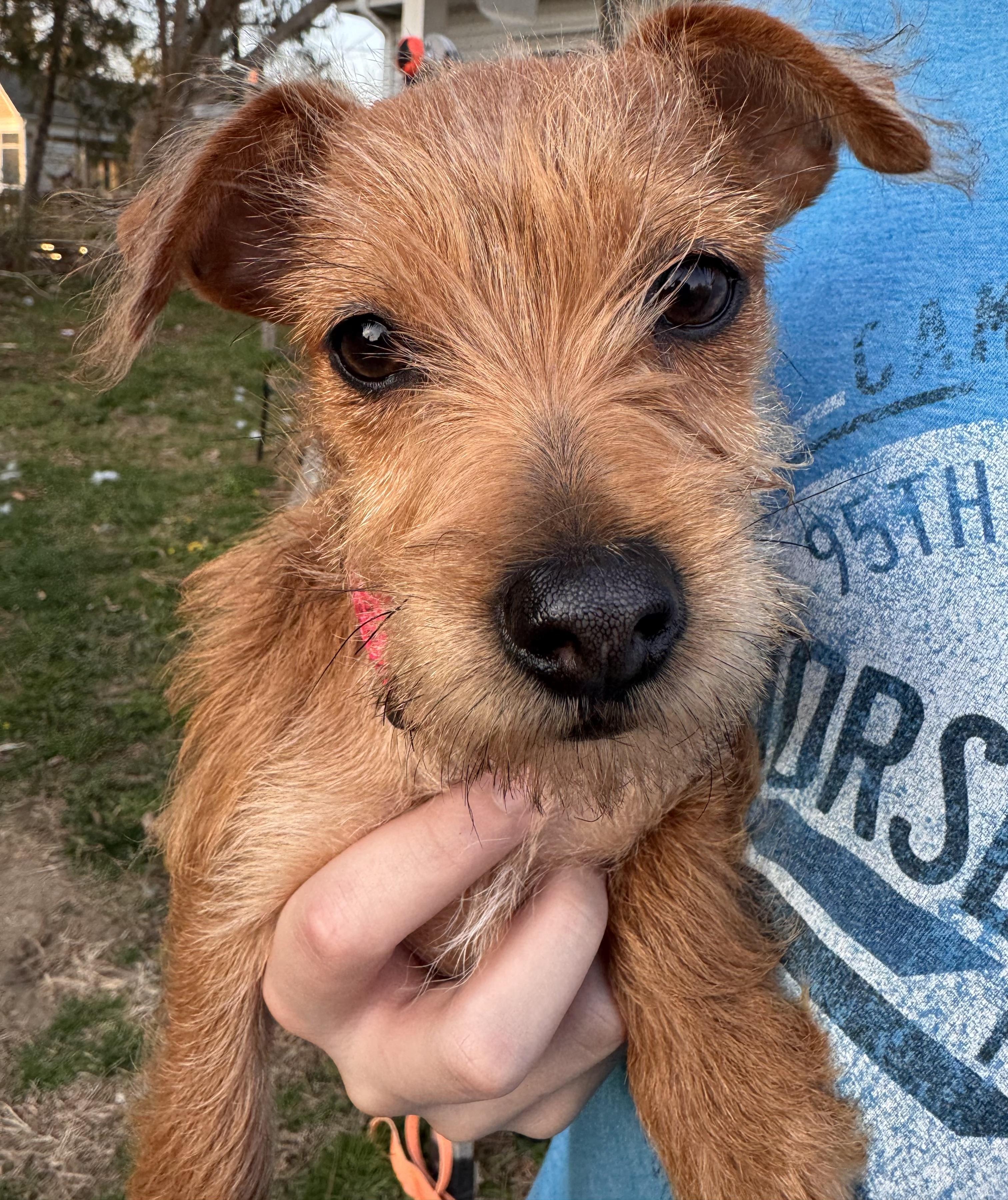 Dori, ADOPTABLE, Puppy Female Norfolk Terrier.
