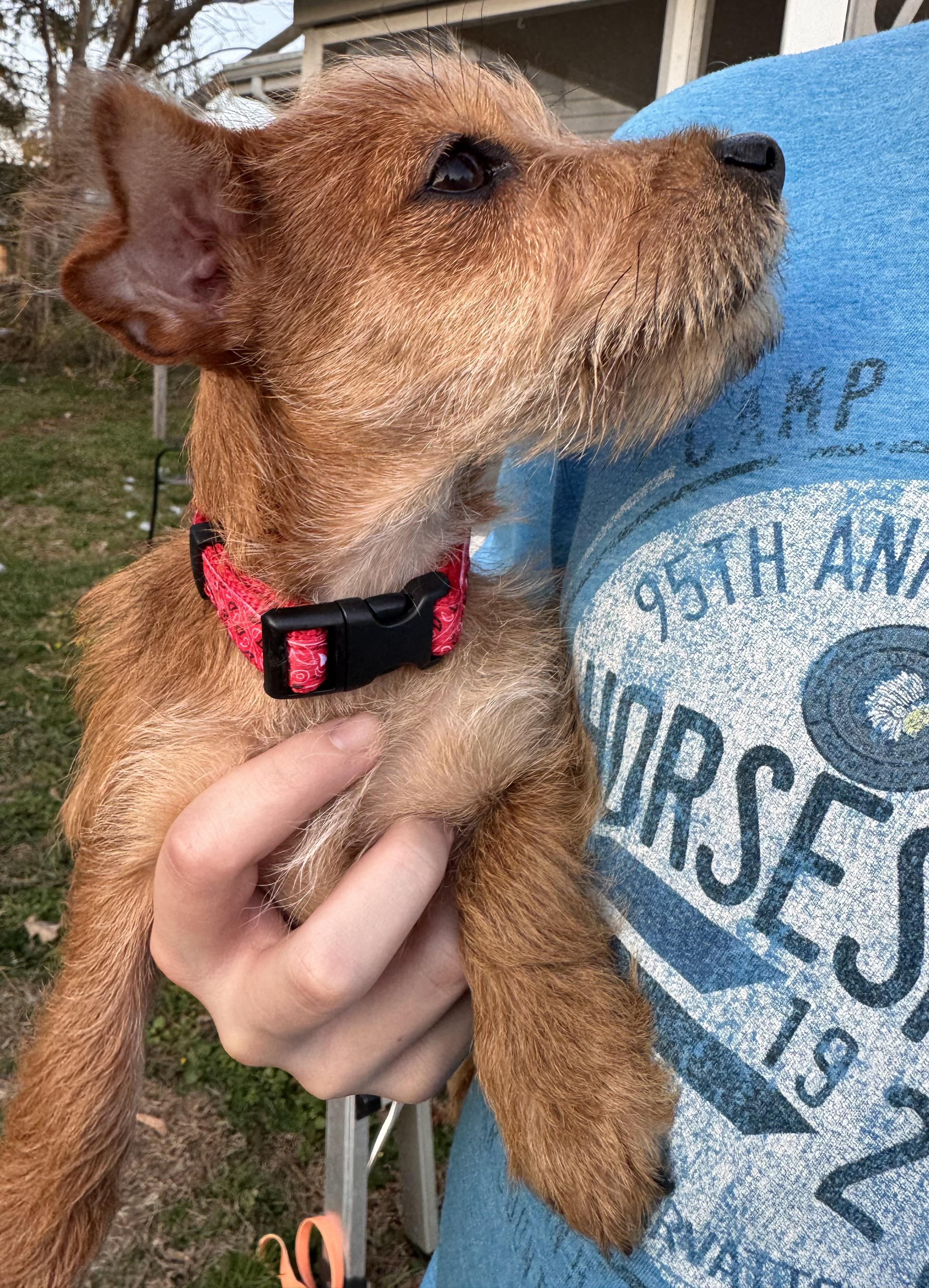 Enlarge Dori, a ADOPTABLE mixed breed in HONEY BROOK, PA image 3/6