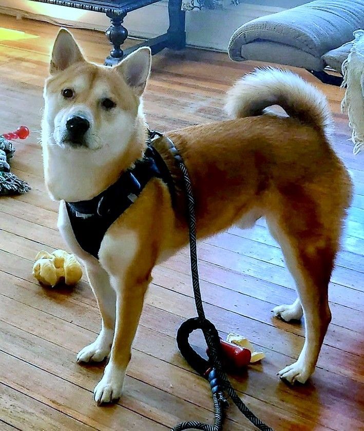 Dog for adoption Koopa, a Shiba Inu in Crompond, NY Petfinder