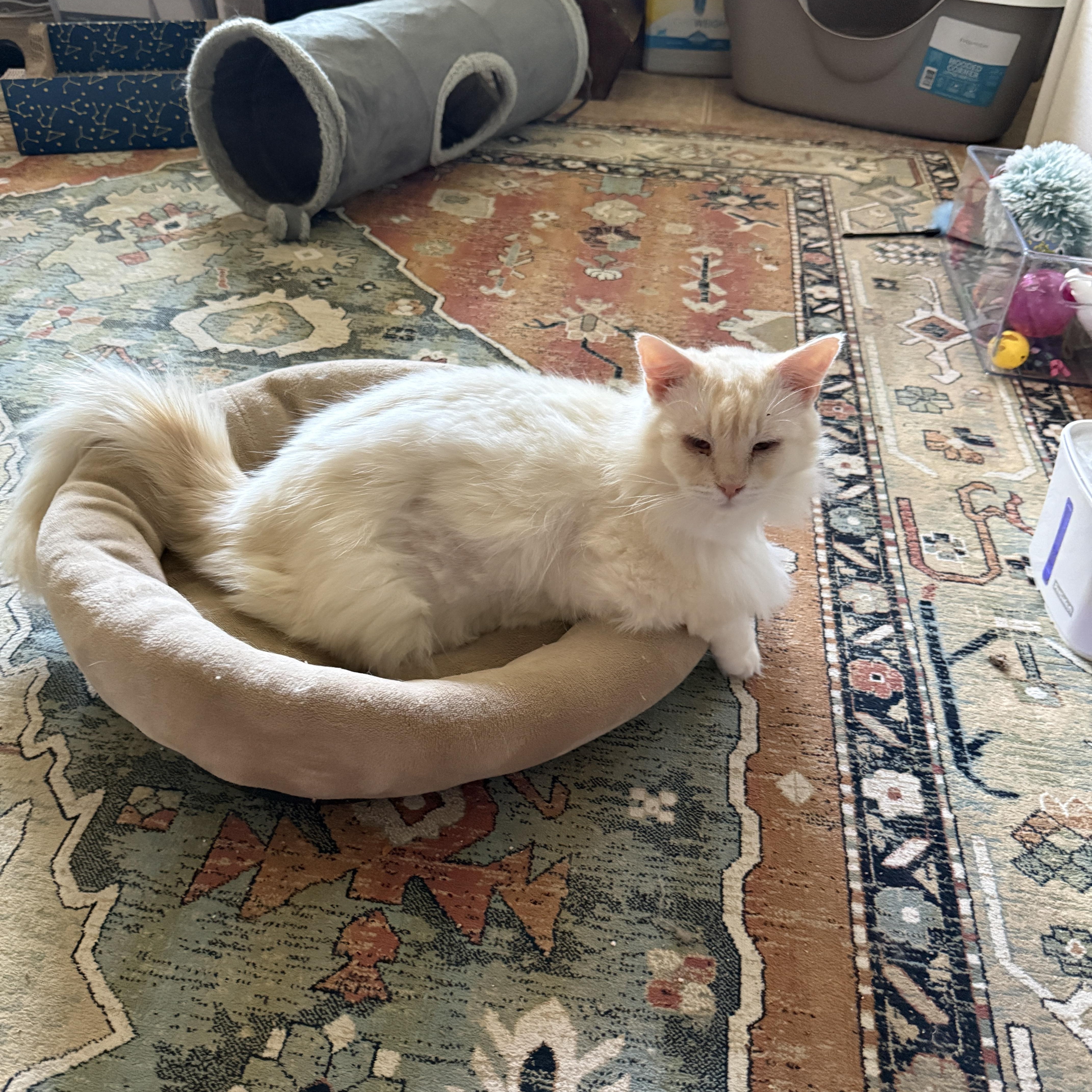 Duchess, ADOPTABLE, Young Female Siamese.