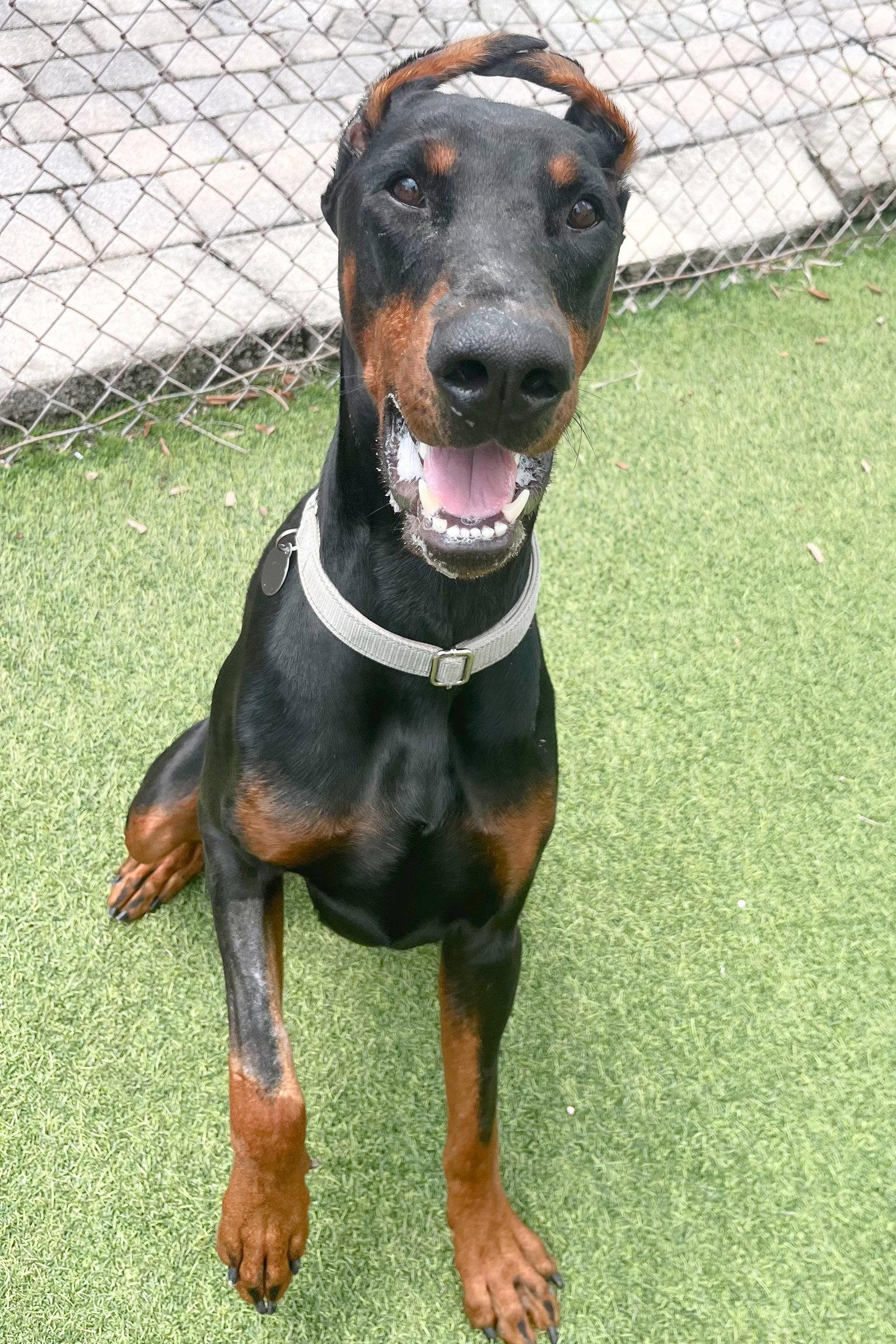 Enlarge Cooper 3557, a Adoptable Doberman Pinscher in Oakland Park, FL image 3/3