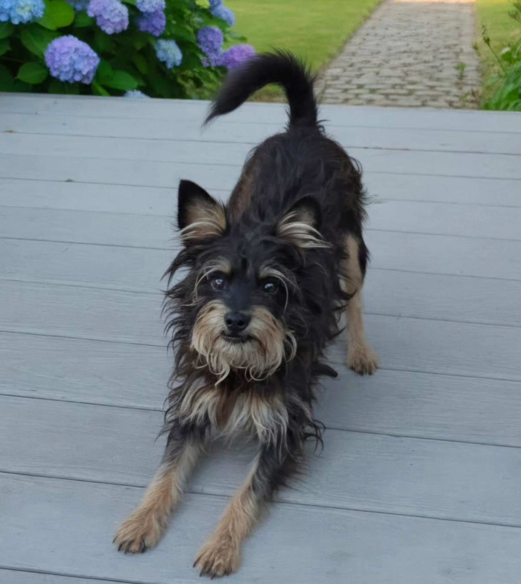 Enlarge Salem, a ADOPTABLE mixed breed in Hawthorne, CA image 1/1