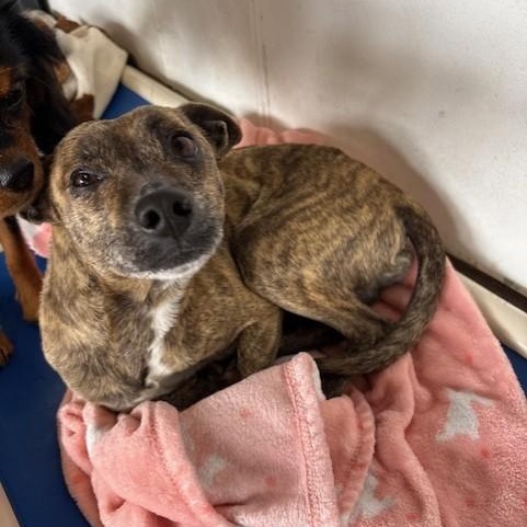 Enlarge Sam, a ADOPTABLE mixed breed in Boulder, CO image 3/6