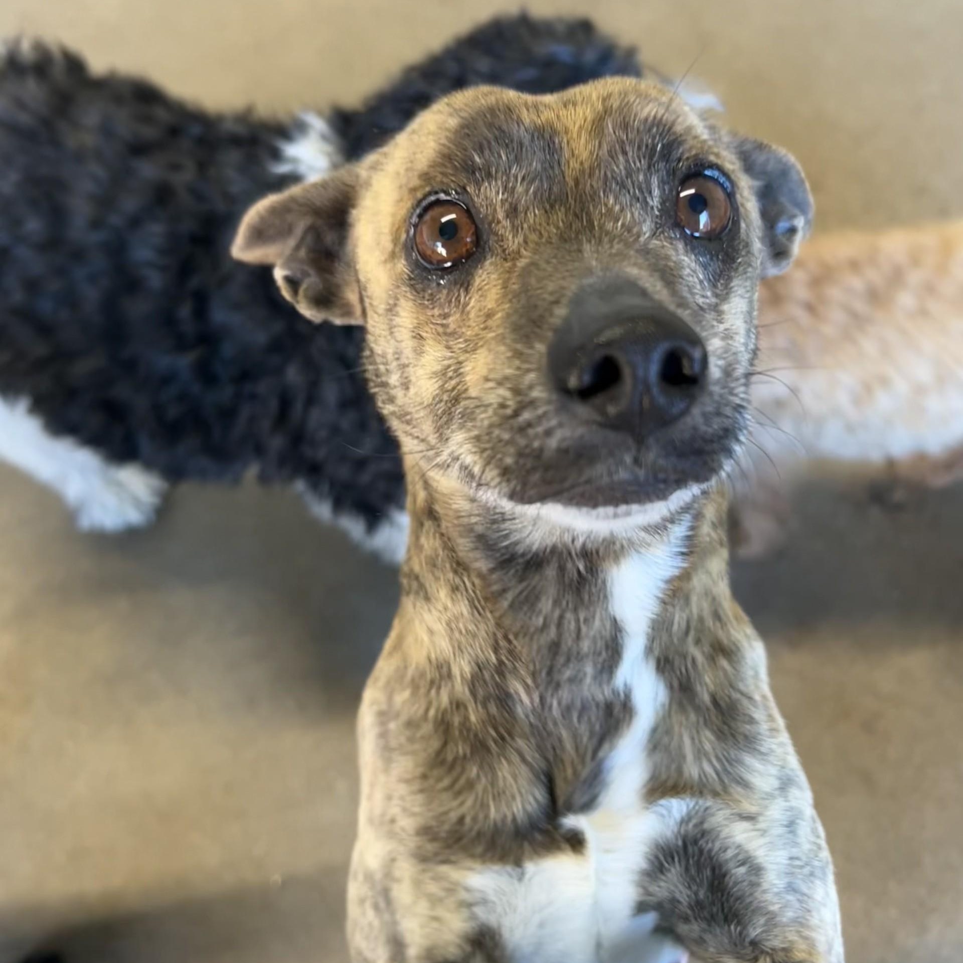 Sam, ADOPTABLE, Adult Male Italian Greyhound & Chihuahua.