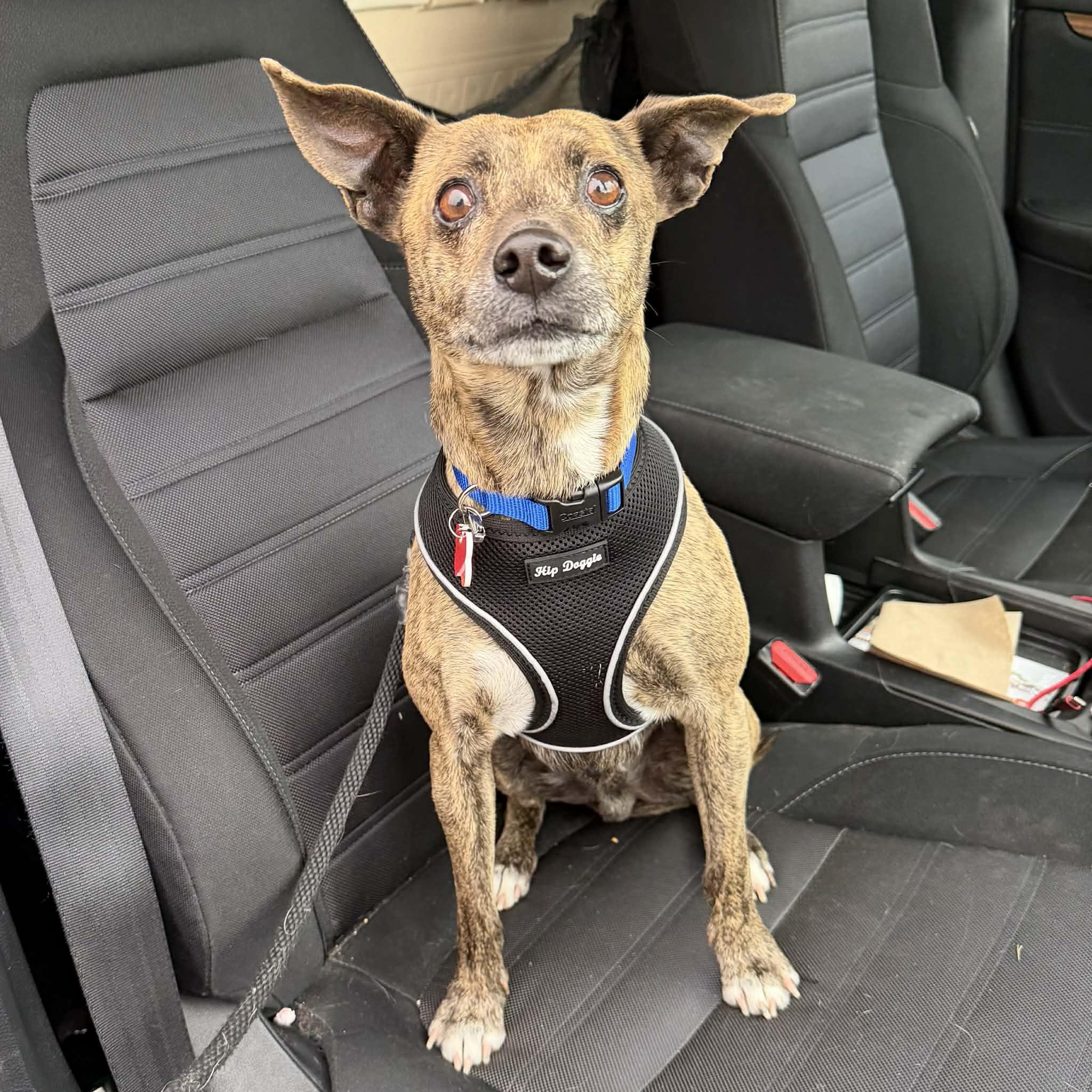 Enlarge Sam, a ADOPTABLE mixed breed in Boulder, CO image 6/6