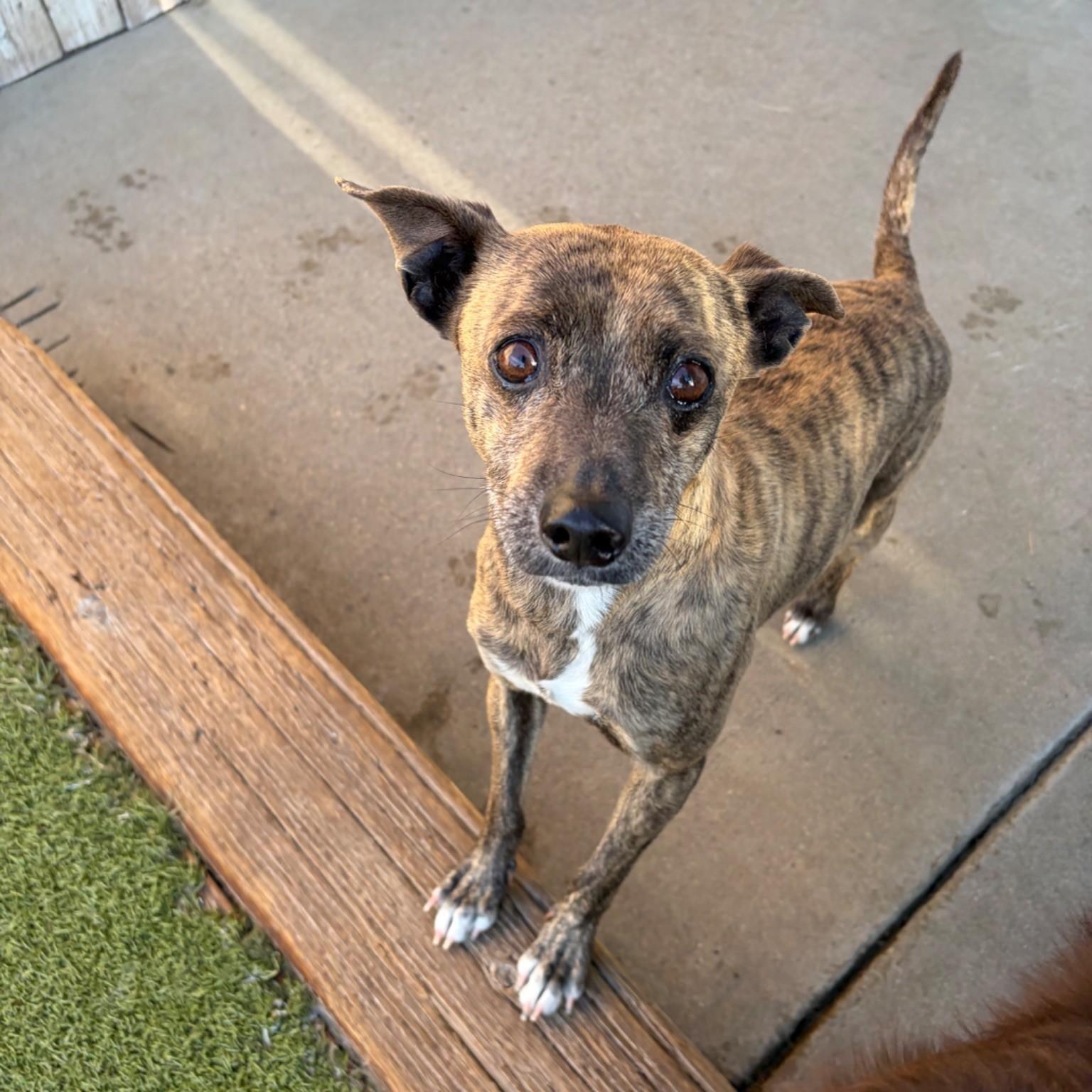 Enlarge Sam, a ADOPTABLE mixed breed in Boulder, CO image 5/6
