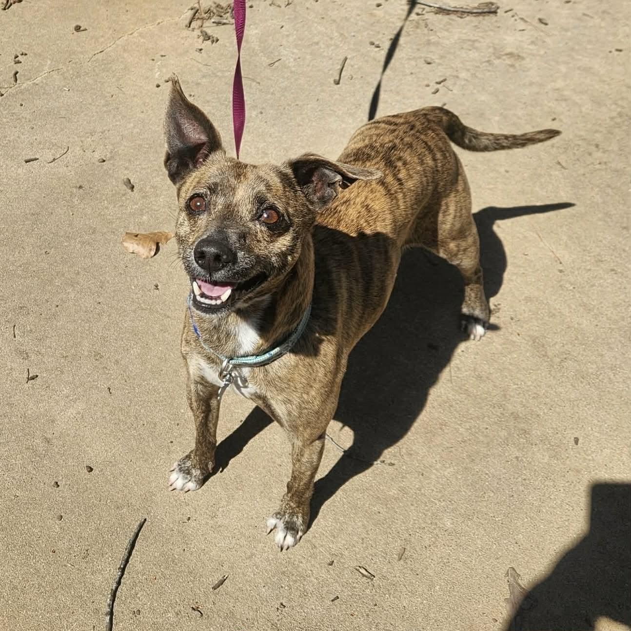 Enlarge Sam, a ADOPTABLE mixed breed in Boulder, CO image 2/6