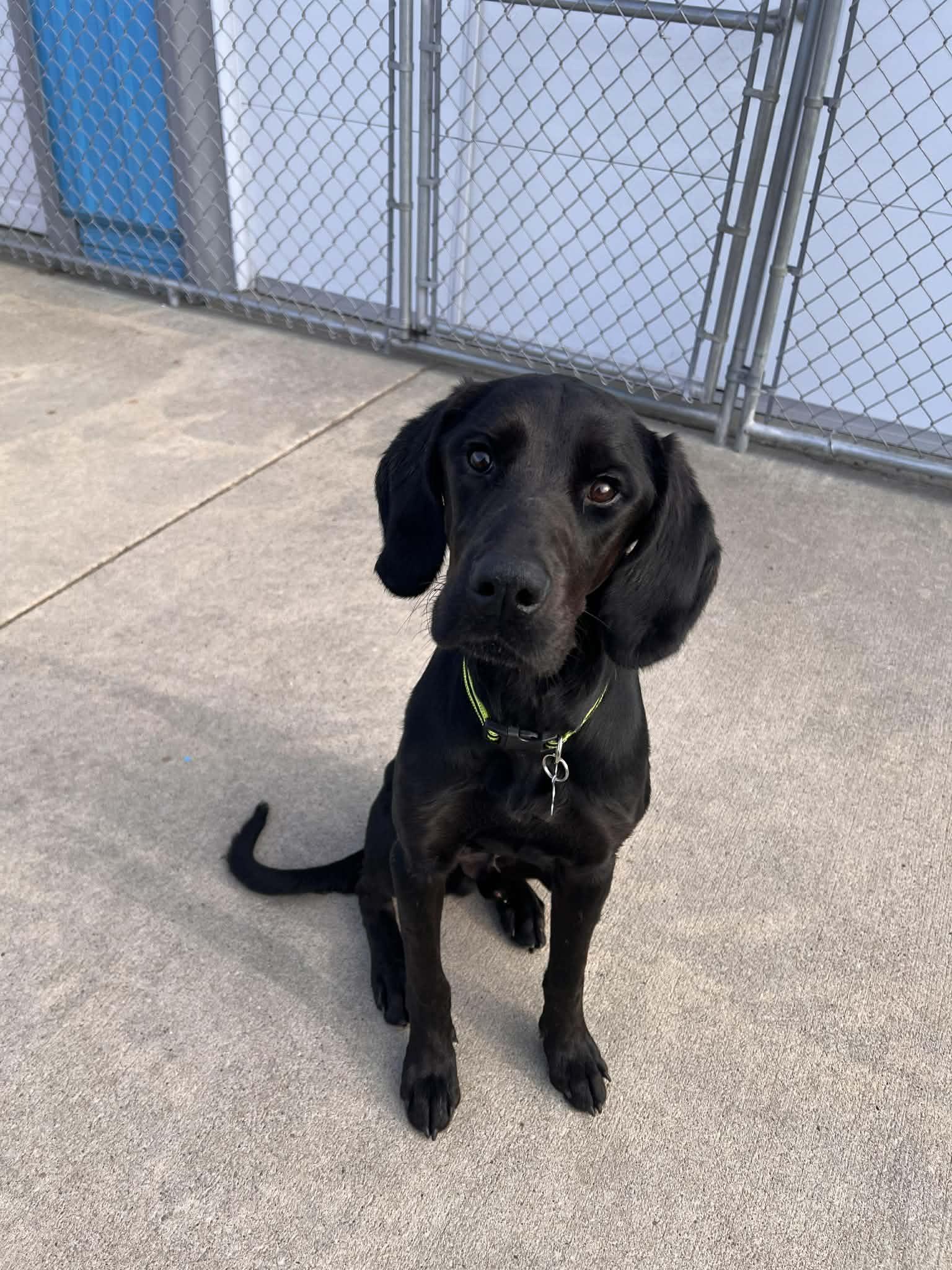 Finn, a Adoptable mixed breed in Cedar Rapids, IA image 2/6