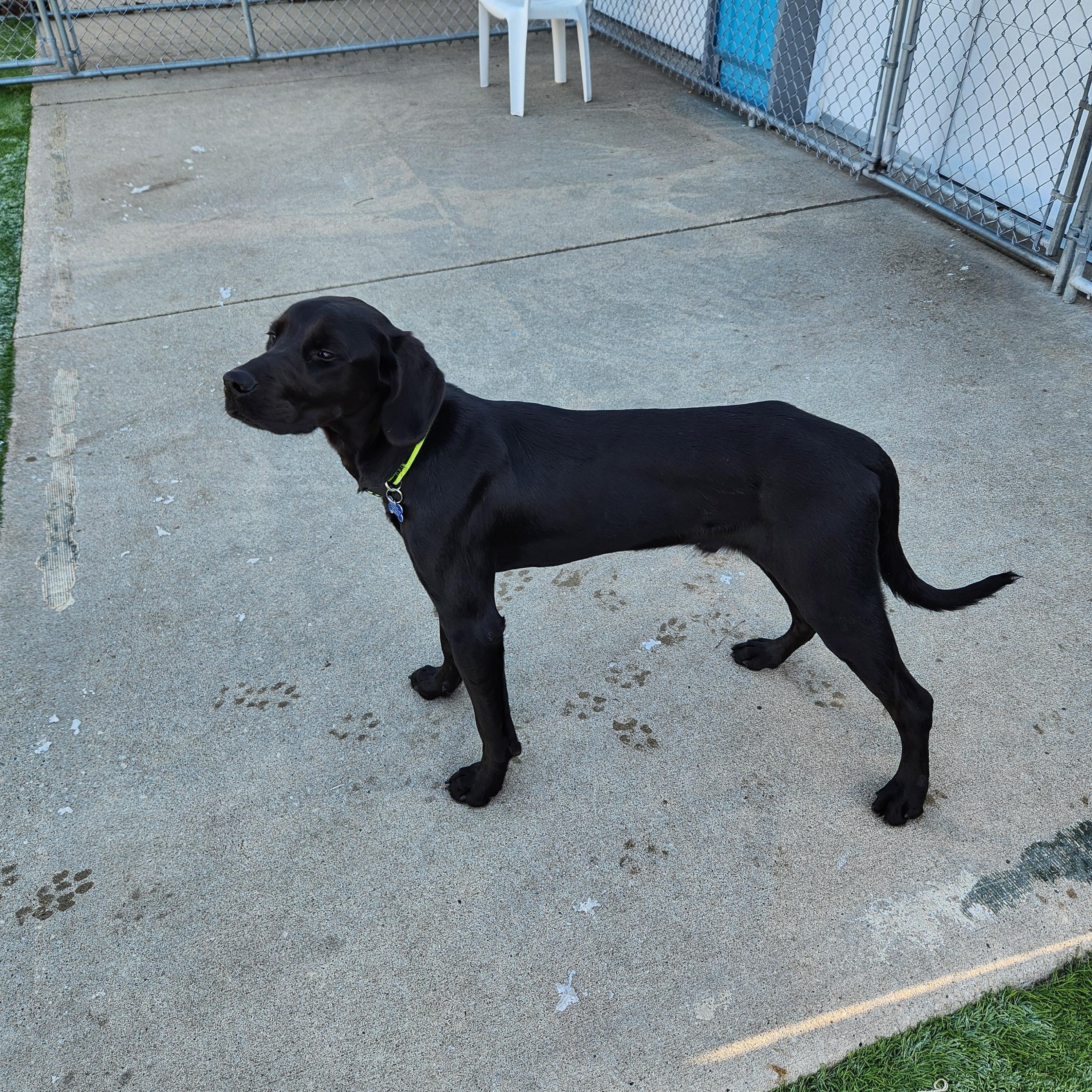 Finn, a Adoptable mixed breed in Cedar Rapids, IA image 6/6