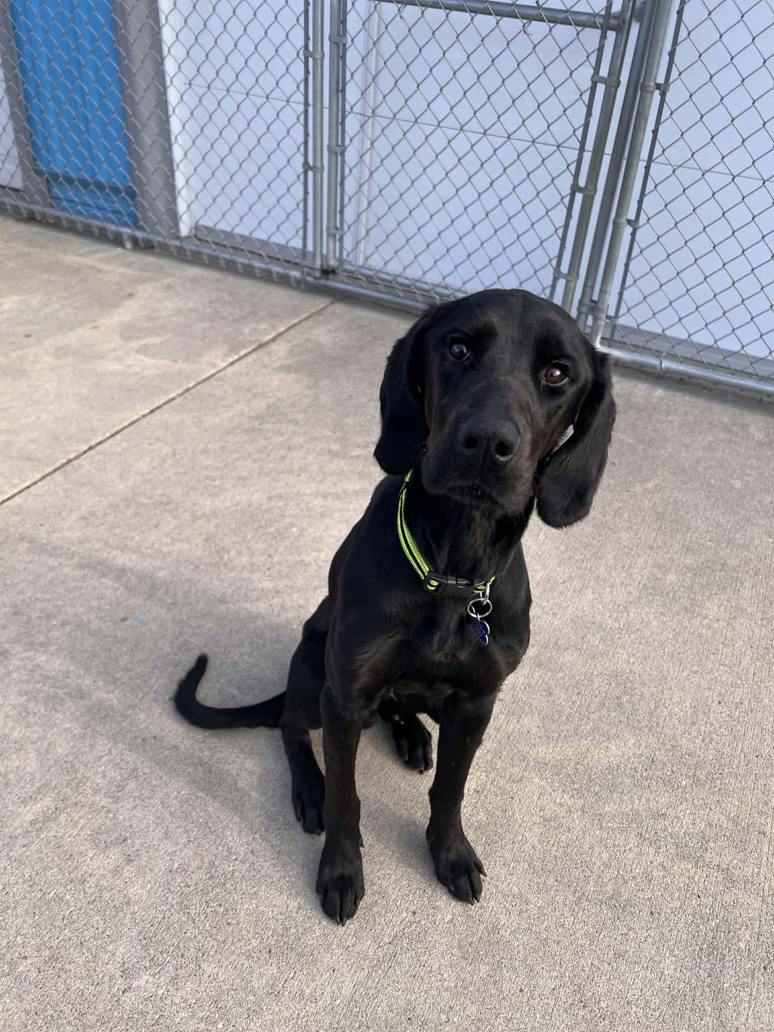 Finn, a Adoptable mixed breed in Cedar Rapids, IA image 5/6