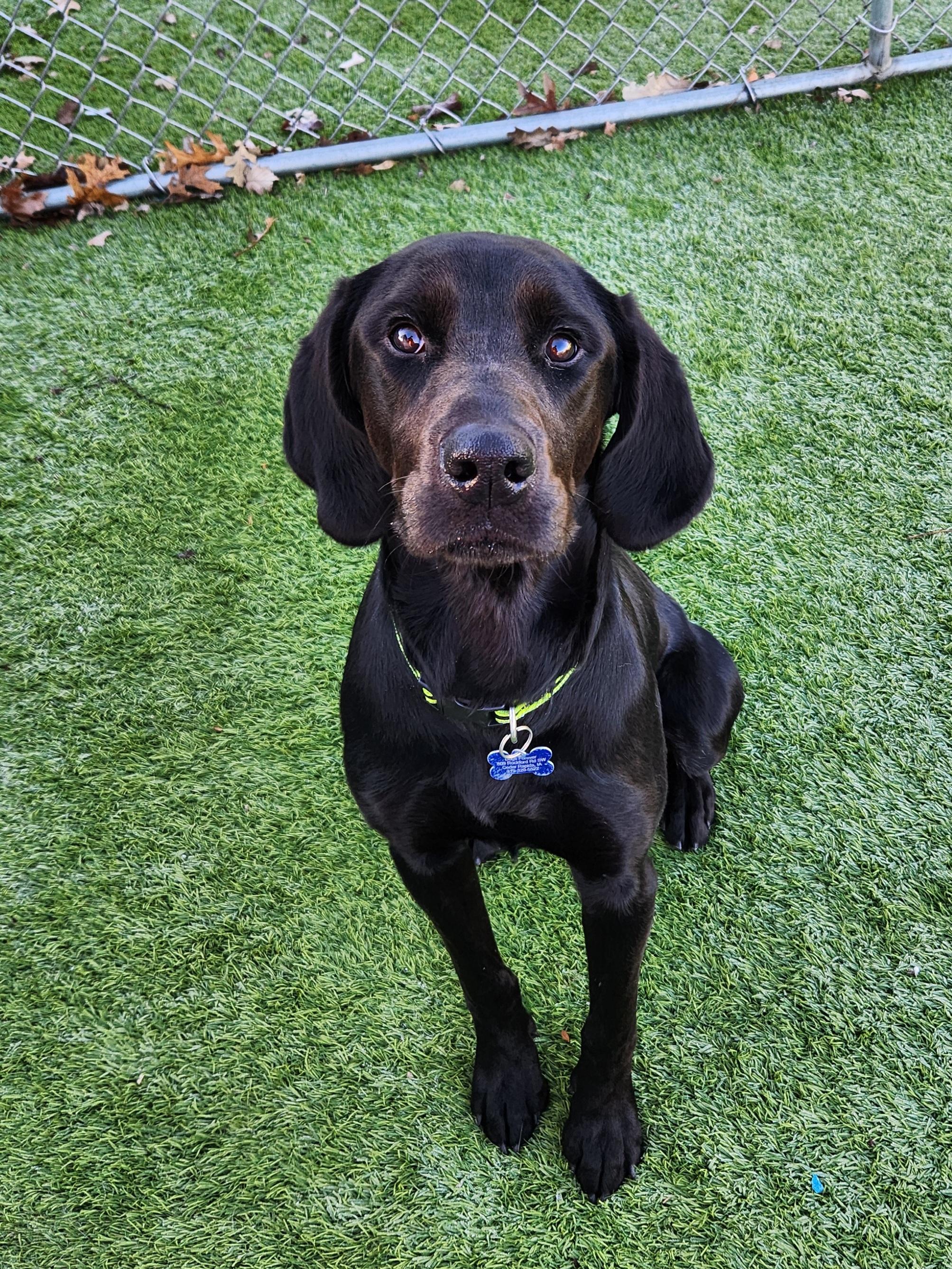 Finn, Adoptable, Puppy Male Doberman Pinscher & Golden Retriever.