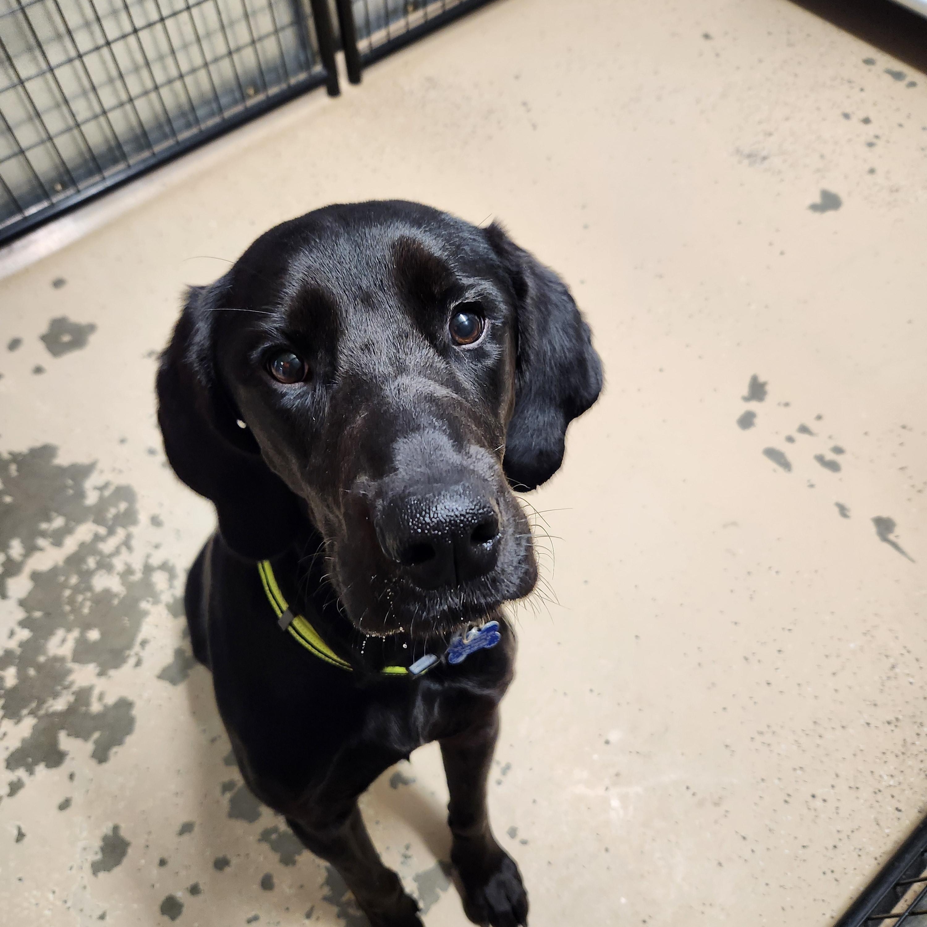 Finn, a Adoptable mixed breed in Cedar Rapids, IA image 3/6