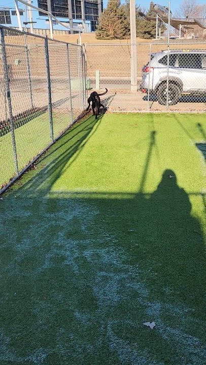 Enlarge Finn, a Adoptable mixed breed in Cedar Rapids, IA video 4/6