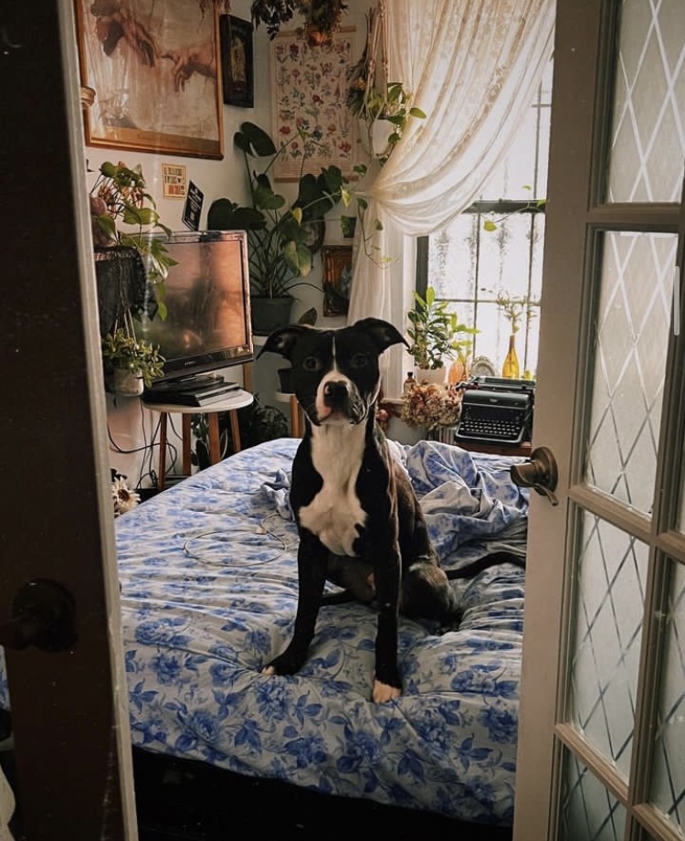 Orion (Needs Urgent Foster or Adopter), Adopted, Young Male Pit Bull Terrier.