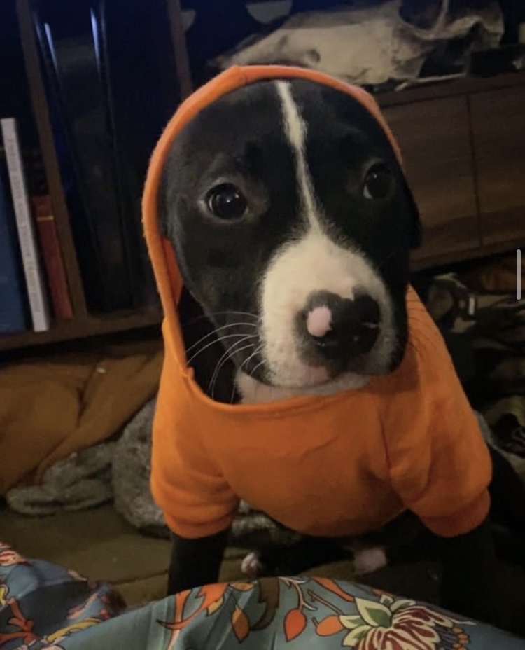 Orion (Needs Urgent Foster or Adopter), a Adopted Pit Bull Terrier in Brooklyn, NY image 2/6