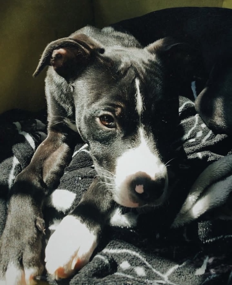 Orion (Needs Urgent Foster or Adopter), a Adopted Pit Bull Terrier in Brooklyn, NY image 3/6