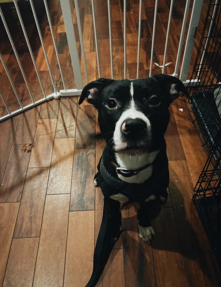 Orion (Needs Urgent Foster or Adopter), a Adopted Pit Bull Terrier in Brooklyn, NY image 4/6