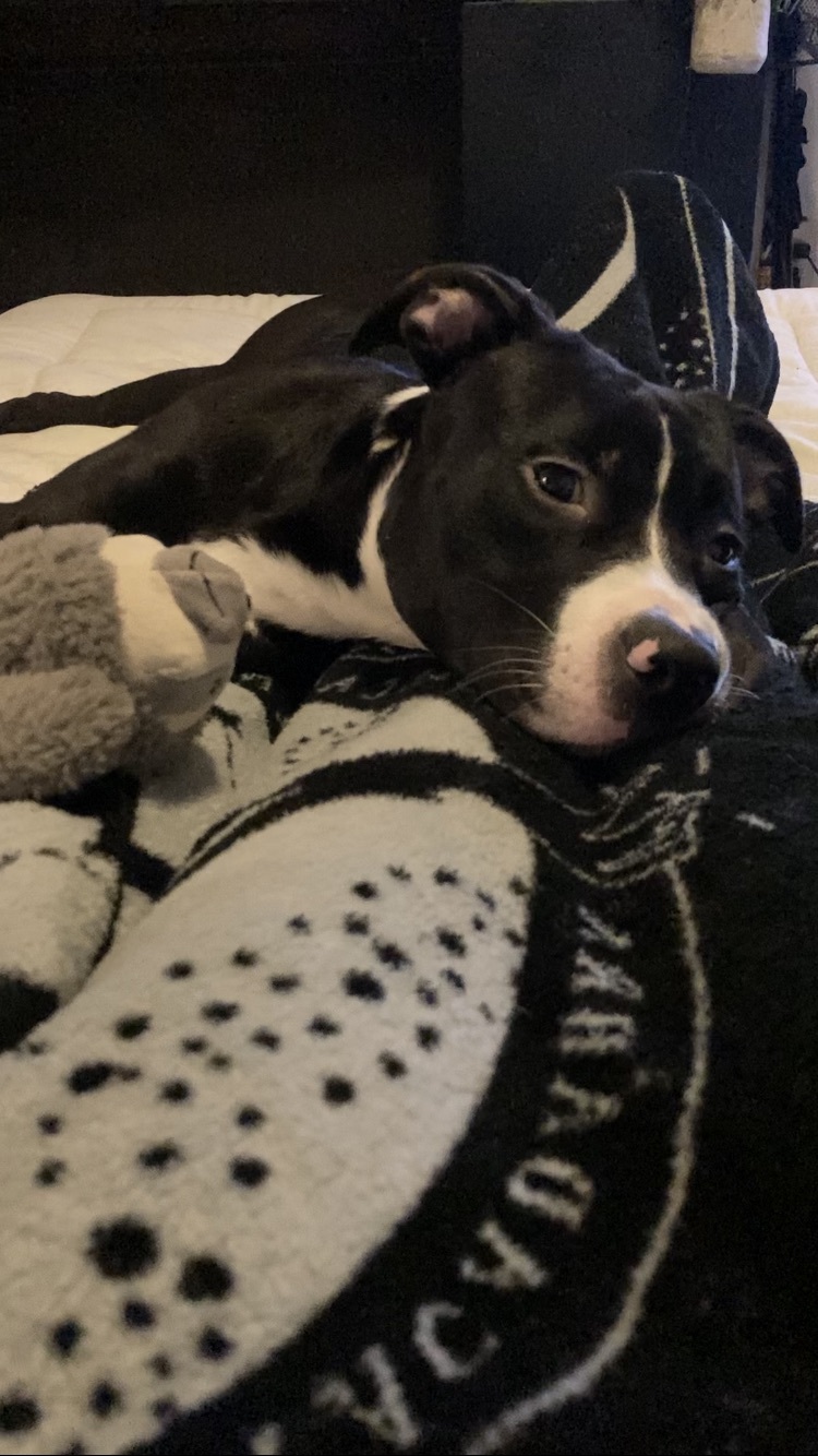 Orion (Needs Urgent Foster or Adopter), a Adopted Pit Bull Terrier in Brooklyn, NY image 5/6