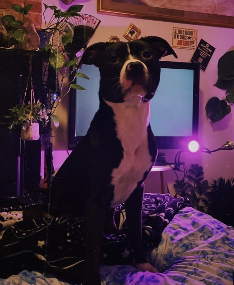 Orion (Needs Urgent Foster or Adopter), a Adopted Pit Bull Terrier in Brooklyn, NY image 6/6