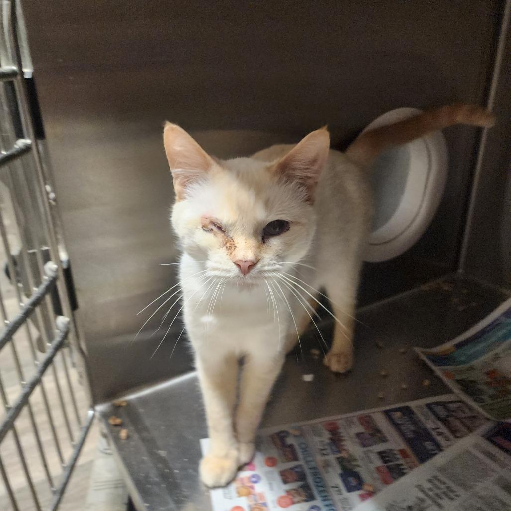 Tofu, Adoptable, Young Male Domestic Short Hair & Siamese.