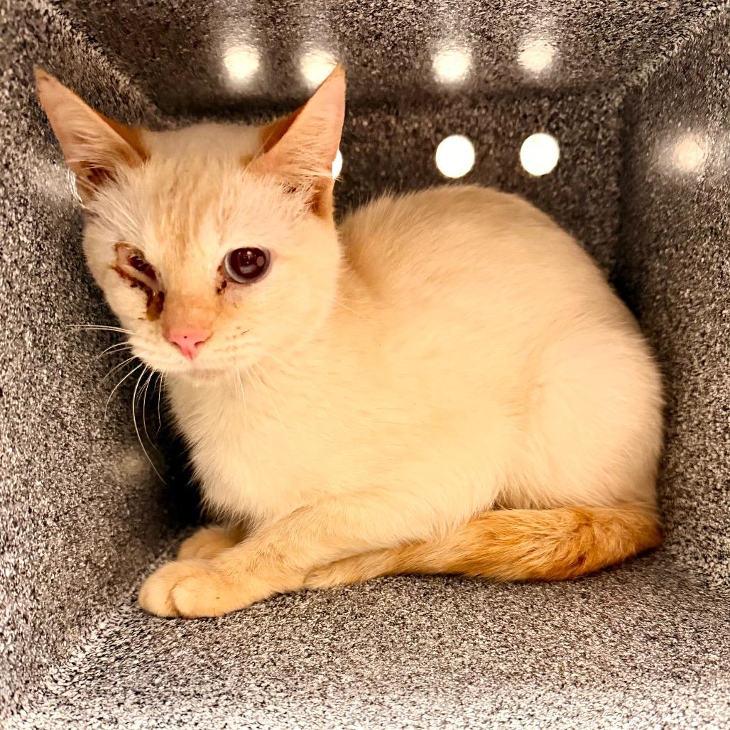 Enlarge Tofu, a Adoptable mixed breed in Evensville, TN image 1/4