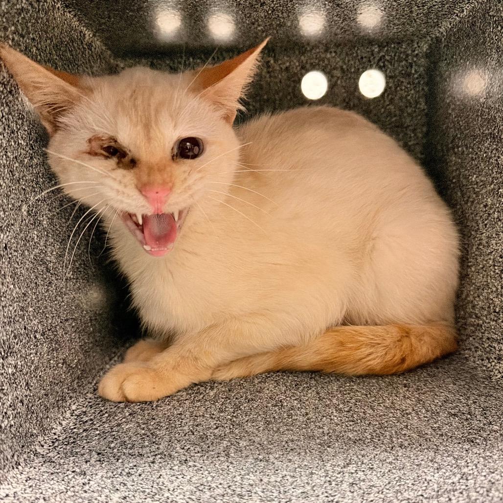 Enlarge Tofu, a Adoptable mixed breed in Evensville, TN image 2/4