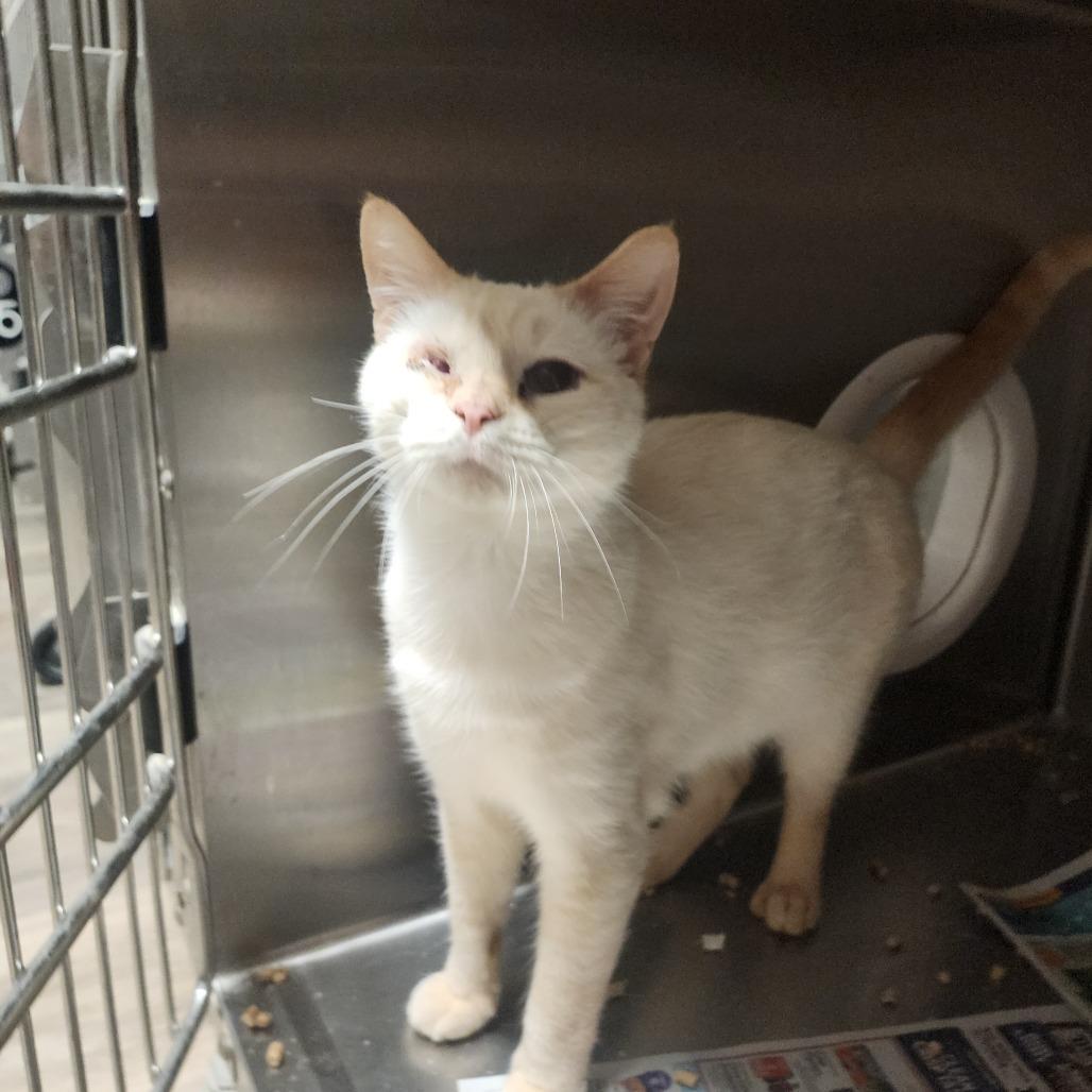 Enlarge Tofu, a Adoptable mixed breed in Evensville, TN image 4/6