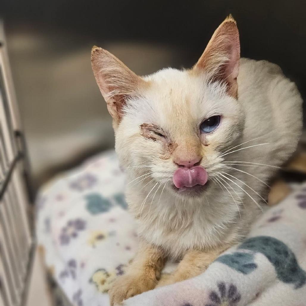 Enlarge Tofu, a Adoptable mixed breed in Evensville, TN image 3/4