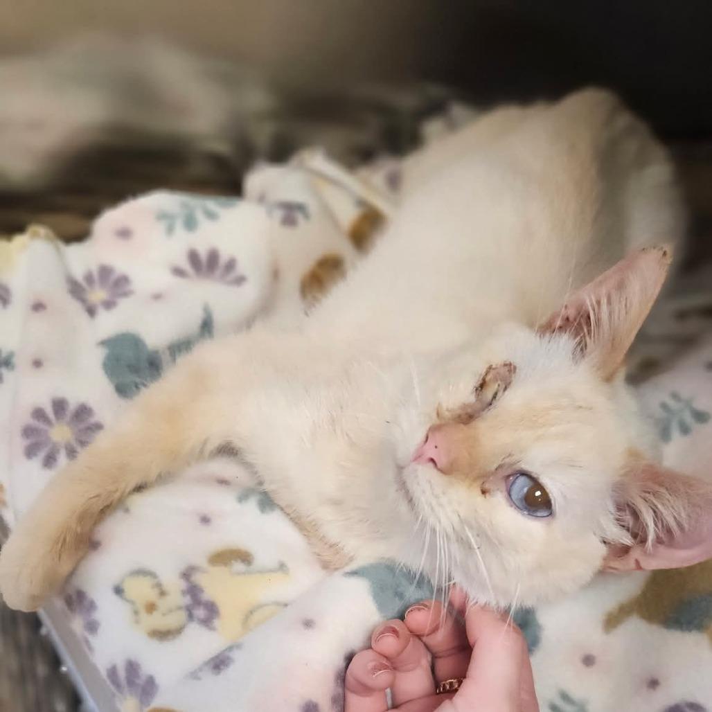 Enlarge Tofu, a Adoptable mixed breed in Evensville, TN image 4/4