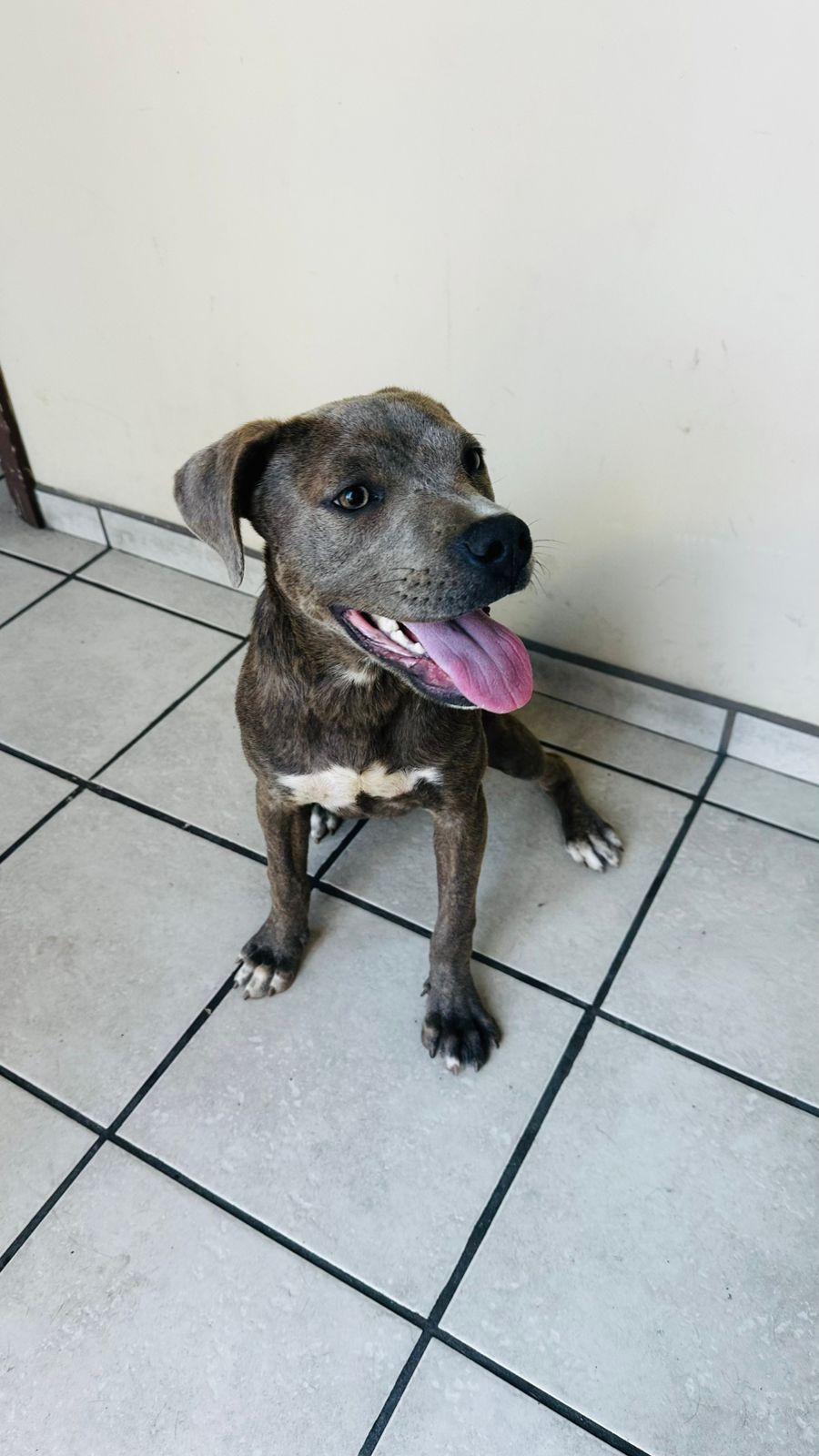 Puppy Star, Adoptable, Puppy Female Pit Bull Terrier.