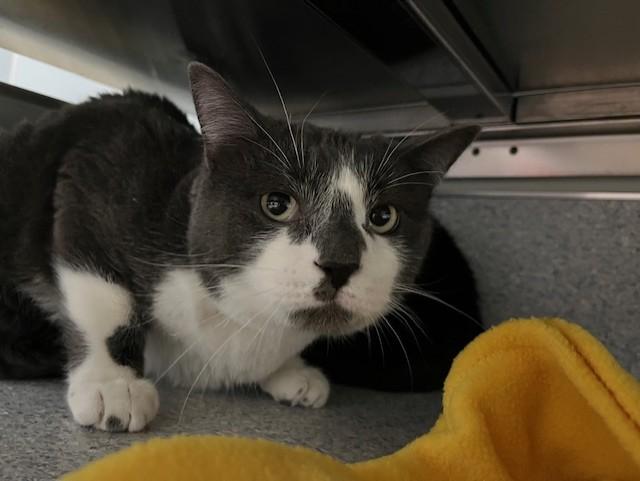 GOLF BALL, Adoptable, Young Male Domestic Short Hair.