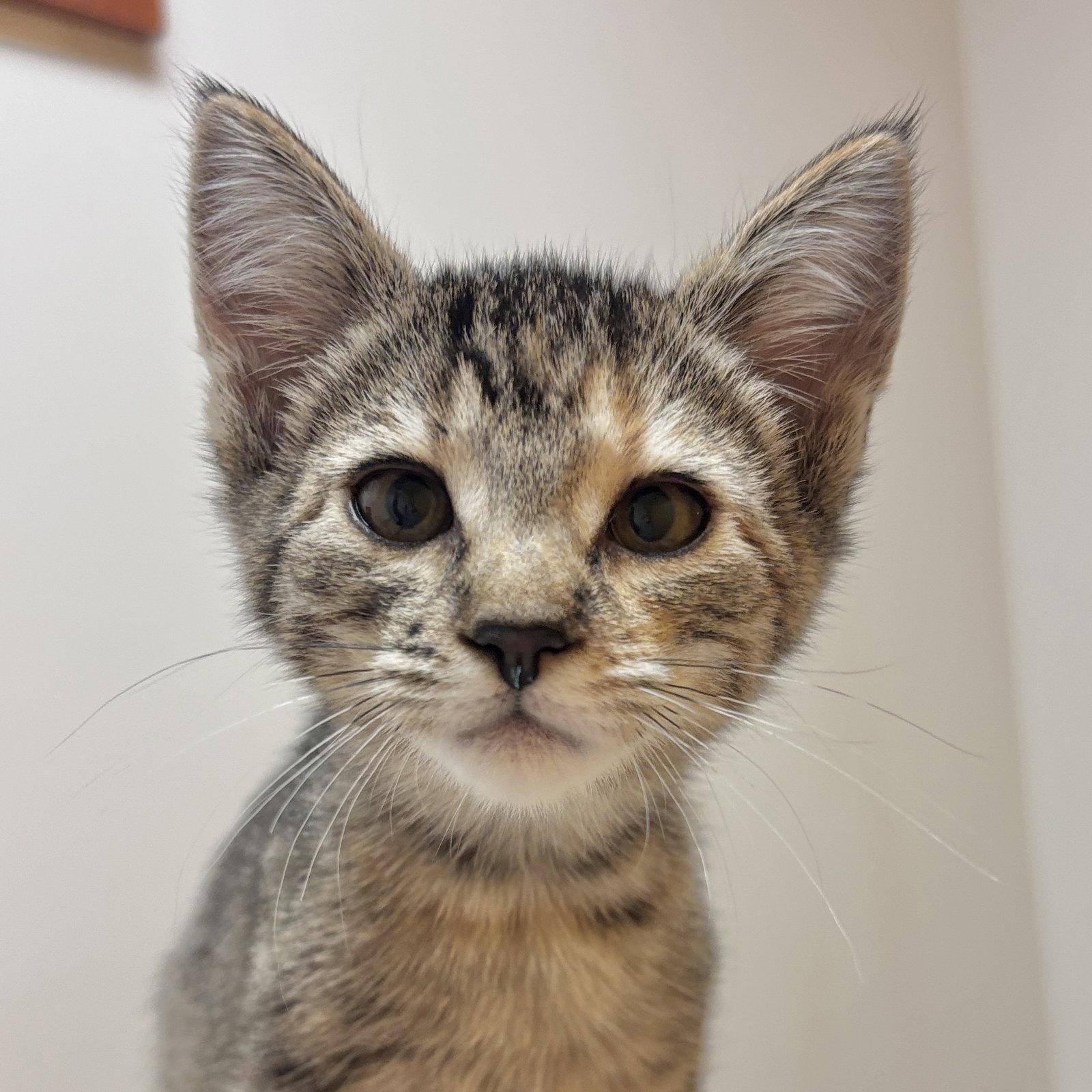 Indie, Adoptable, Kitten Female Domestic Short Hair.