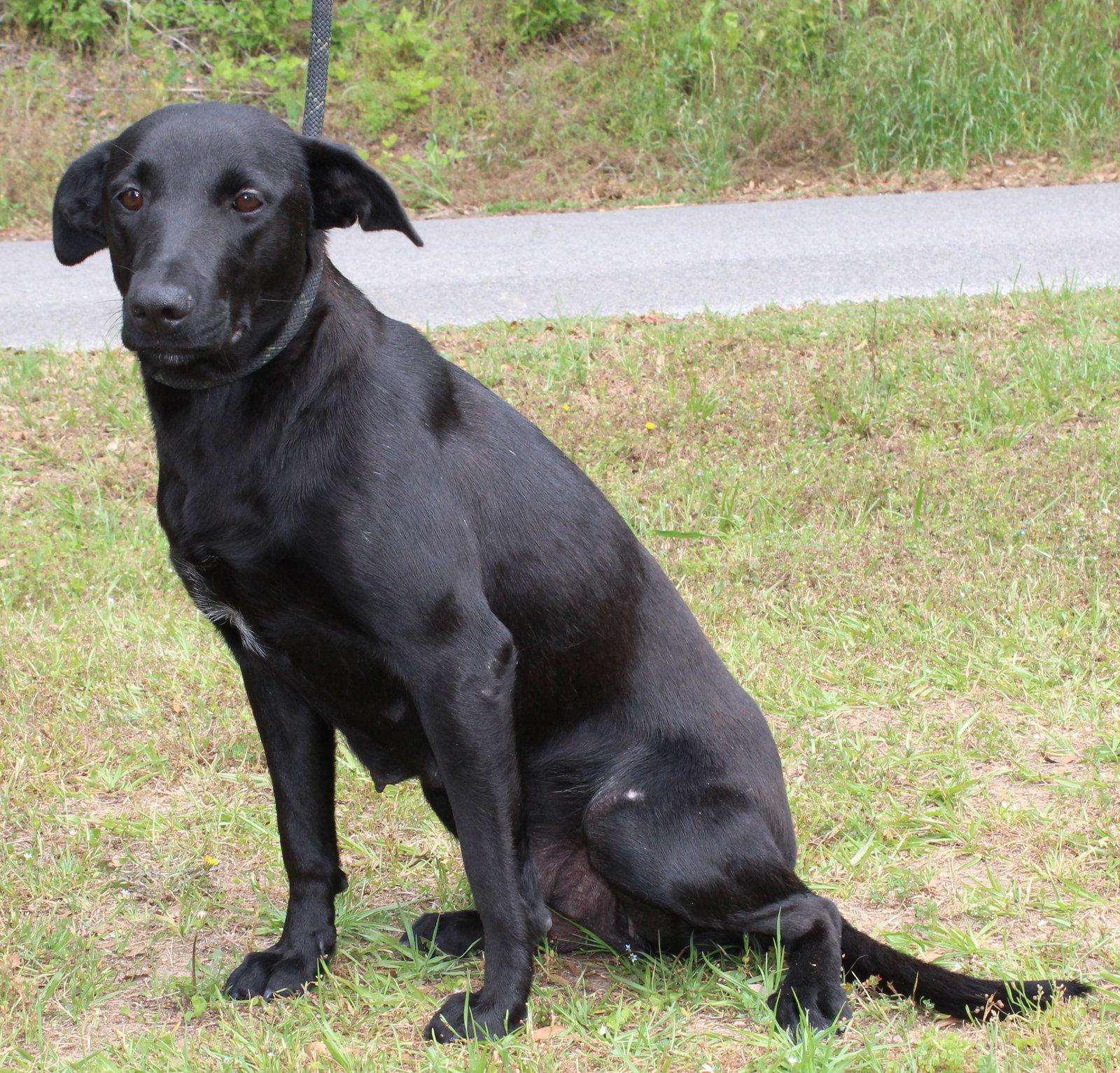 Enlarge April 43422, a Adoptable Labrador Retriever in Prattville, AL image 2/3