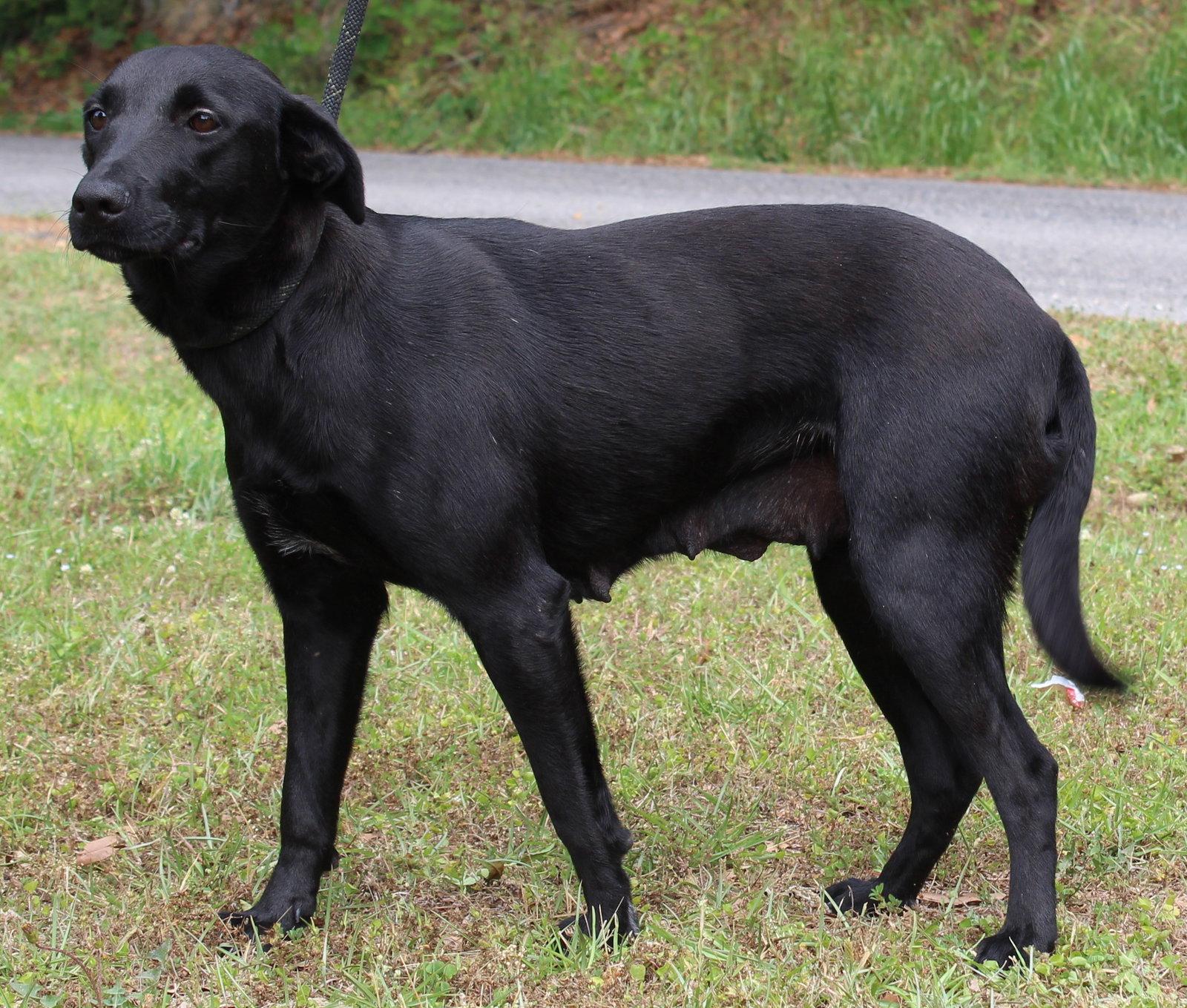 Enlarge April 43422, a Adoptable Labrador Retriever in Prattville, AL image 3/3