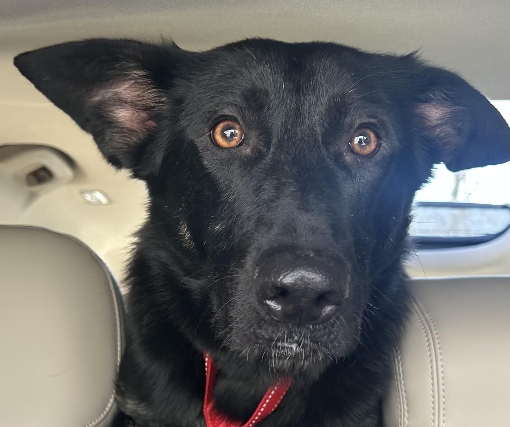 Enlarge Luna, a Adoptable German Shepherd Dog in North Easton, MA image 6/6