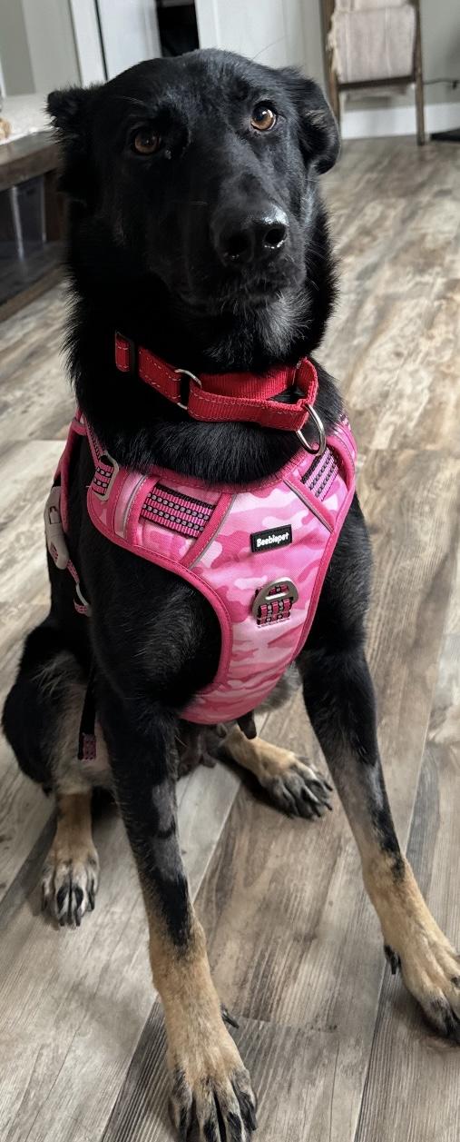 Enlarge Luna, a Adoptable German Shepherd Dog in North Easton, MA image 4/6