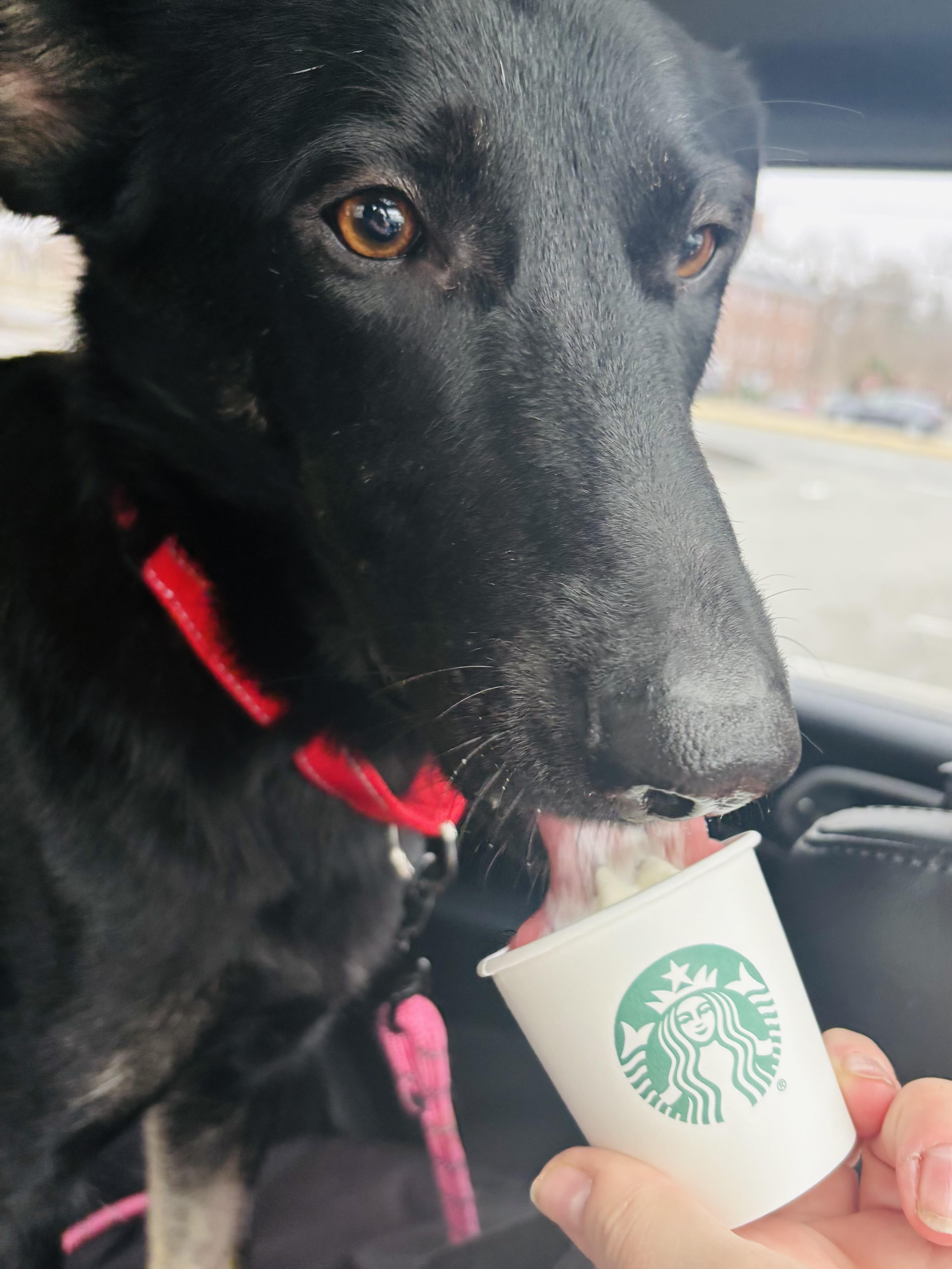 Enlarge Luna, a Adoptable German Shepherd Dog in North Easton, MA image 3/6