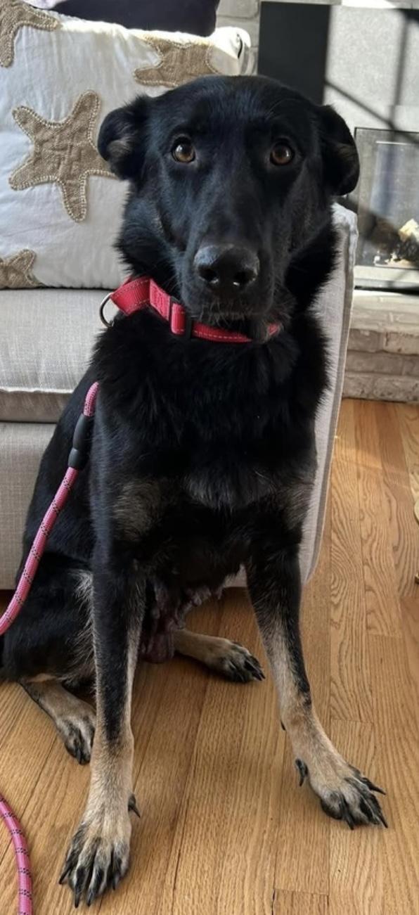 Enlarge Luna, a Adoptable German Shepherd Dog in North Easton, MA image 5/6