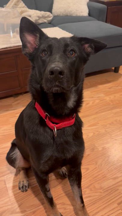 Enlarge Luna, a Adoptable German Shepherd Dog in North Easton, MA video 2/6
